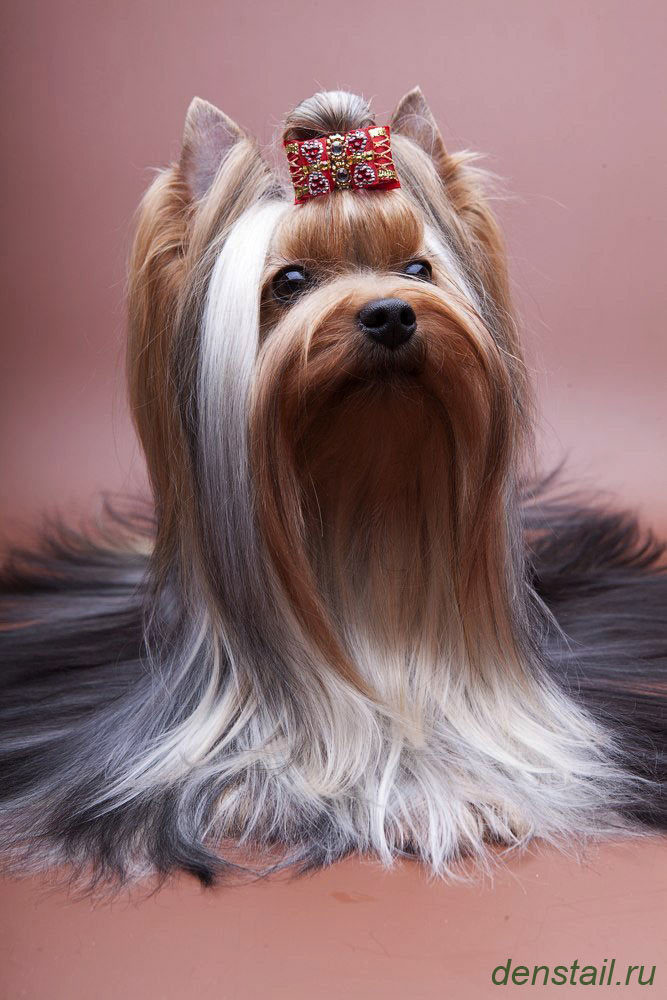 Дэнстайл Сильва. Питомник Йоркширских терьеров Дэнстайл в Санкт-Петербурге заводчик Тих