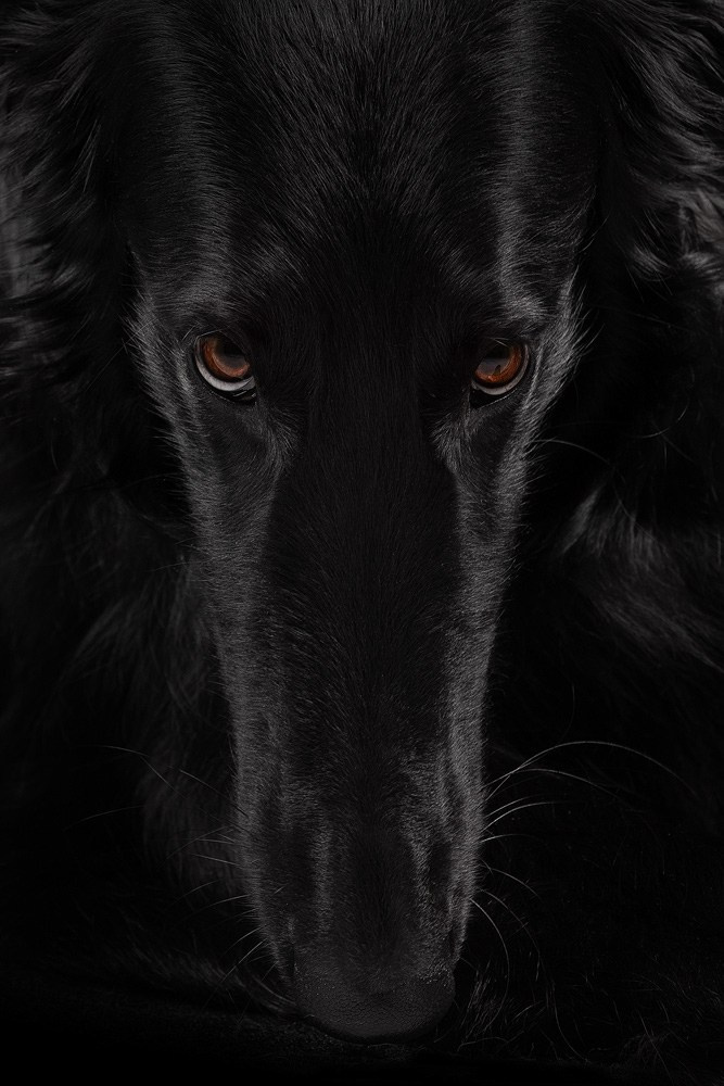 Приглашаю на студийные фото дни в феврале!. Фотограф-анималист Natalia Deingel | Фотосъемка собак в Москве