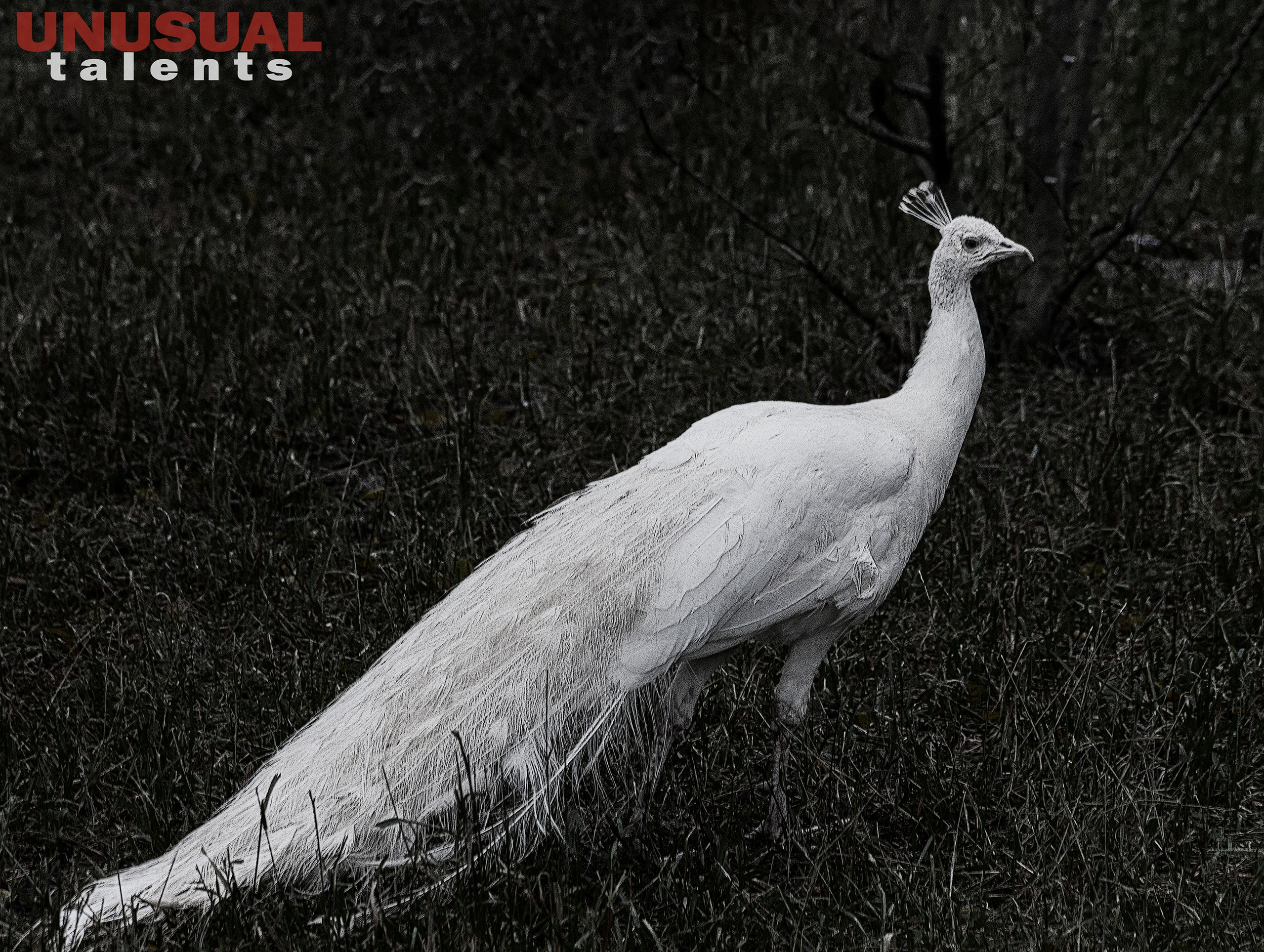 September 2025. UNUSUAL TALENT magazine