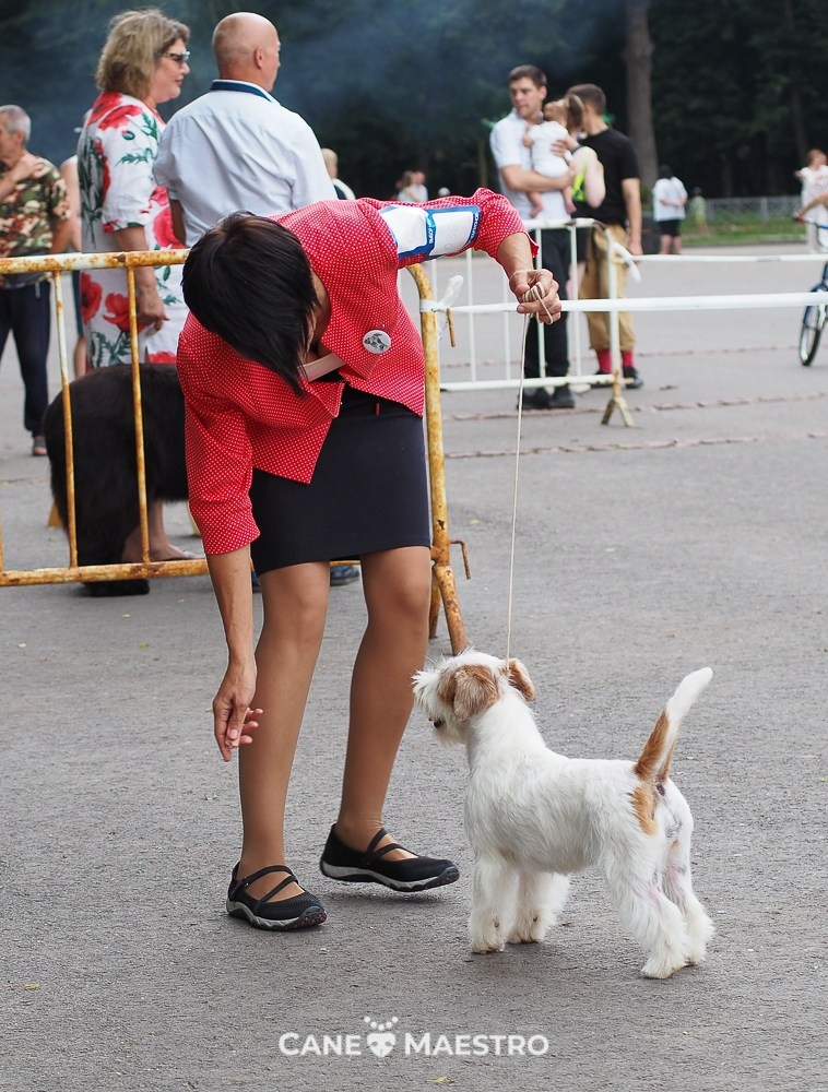 САС ЧРКФ Ruazan “REKS-2024” / CH ОАНКОО “Meshera-2024”. CANE MAESTRO — kennel Jack Russell Terrier