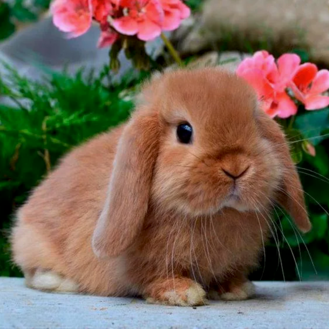 Мой Любимый Кролик