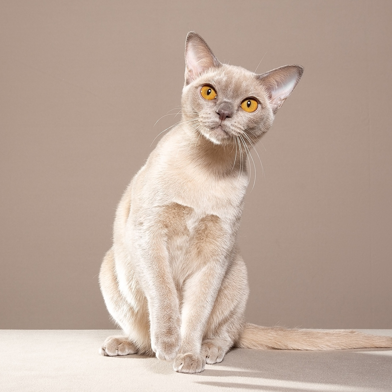 Питомник «Bouncy Life»