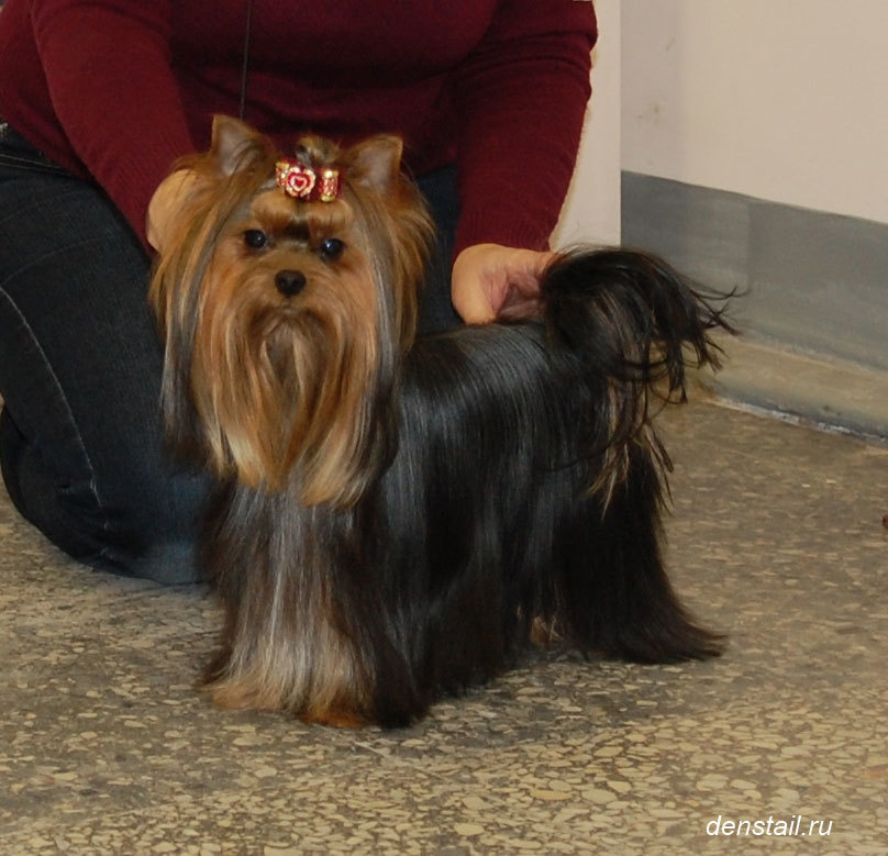 2011-2012 г Результаты выставок. Питомник Йоркширских терьеров Дэнстайл в Санкт-Петербурге заводчик Тих