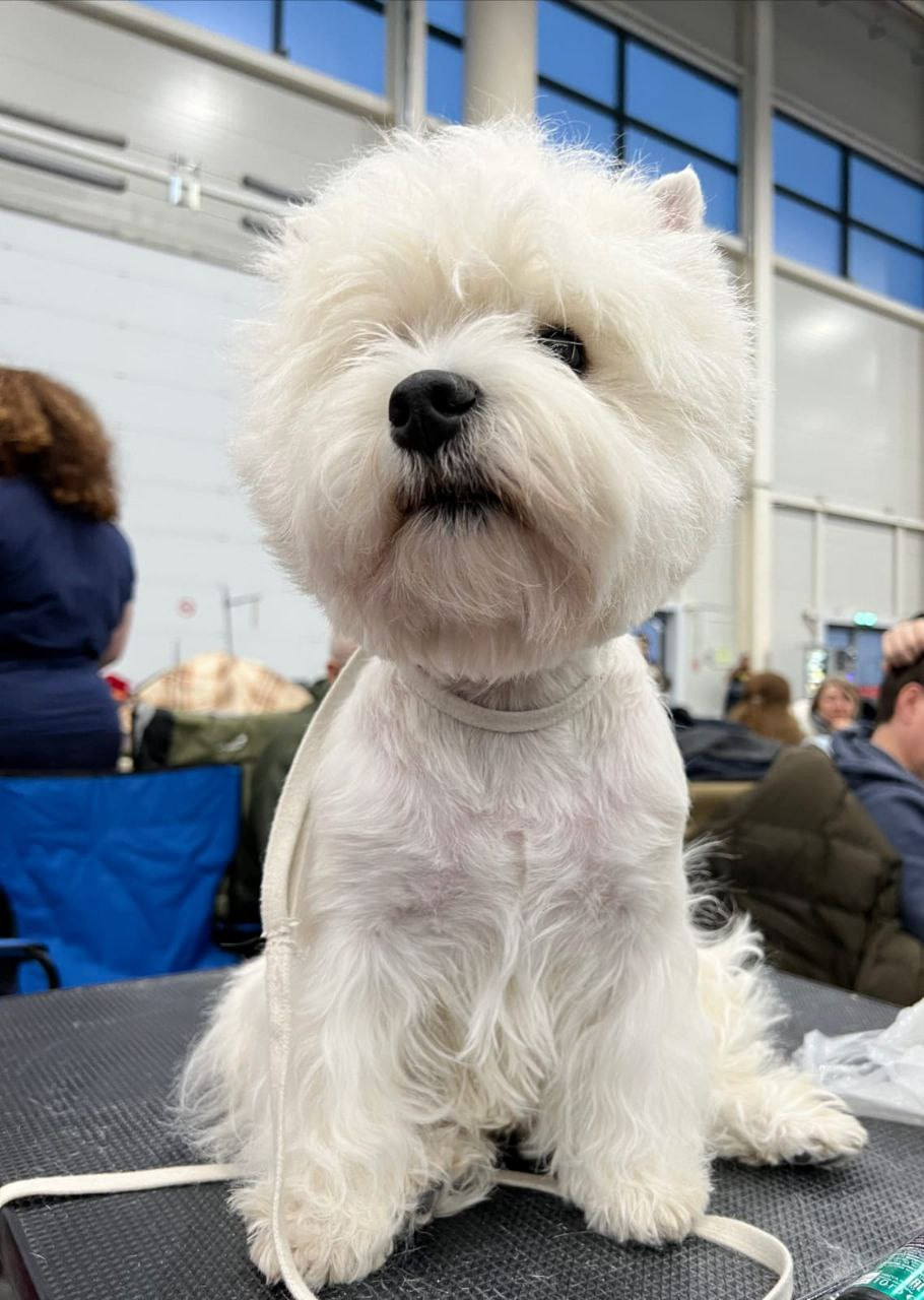 Новости питомника собак. Питомник собак породы вест хайленд вайт терьер в Москве
