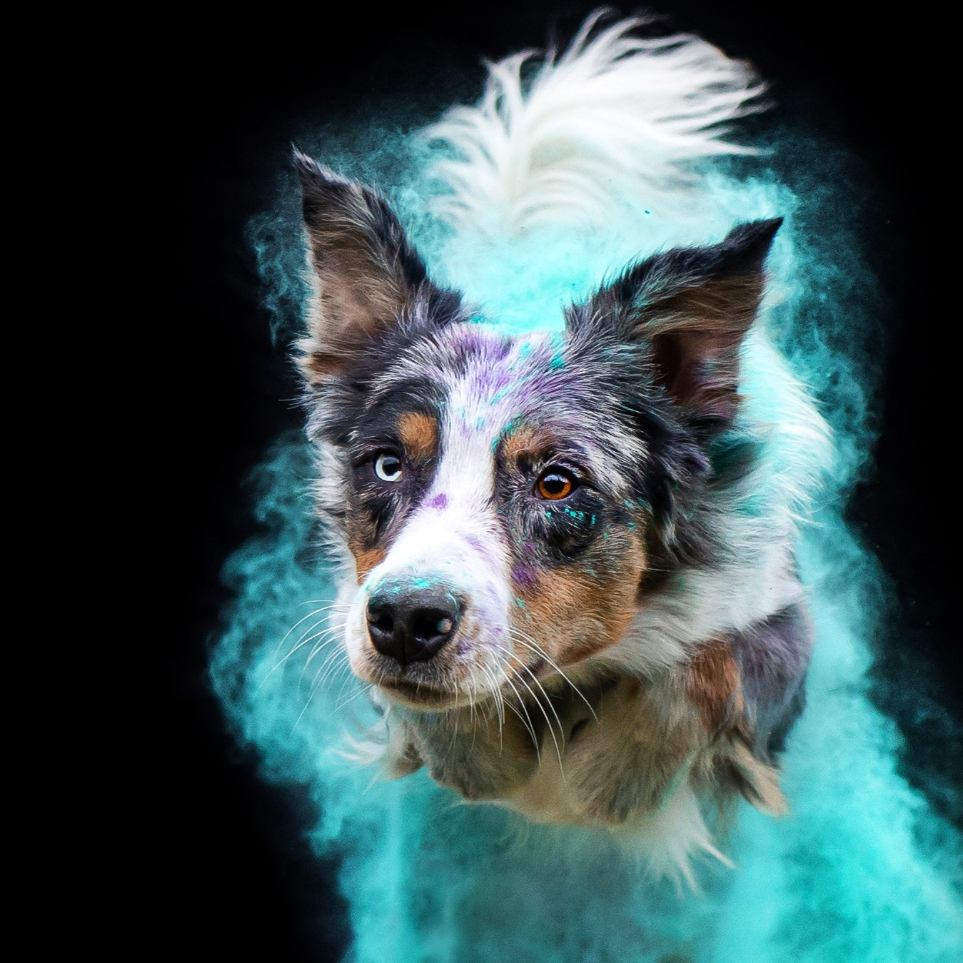 Семейный фотограф животных, анималист в Москве Екатерина Киреева