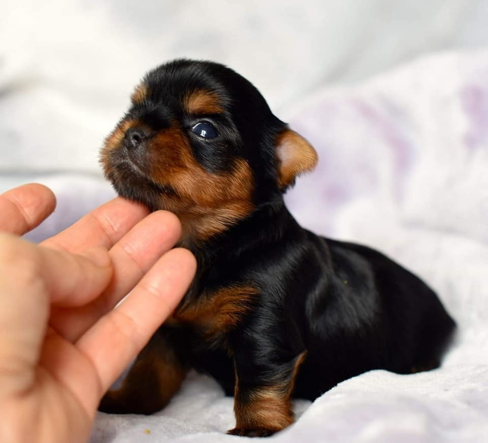 МИТТЭН СКАЙ ЗОИ САЛДАНА. Питомник Йоркширских терьеров Дэнстайл в Санкт-Петербурге заводчик Тих