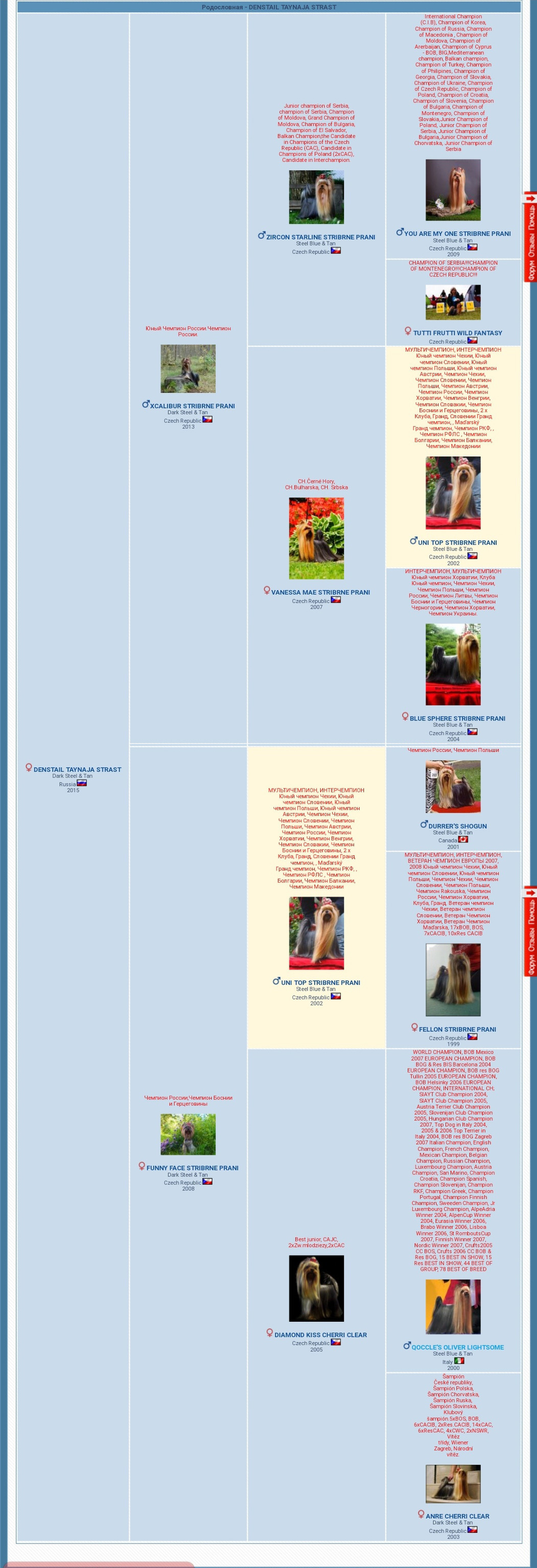 Дэнстайл Тайная Страсть. Питомник Йоркширских терьеров Дэнстайл в Санкт-Петербурге заводчик Тих