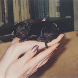 Щенки в питомнике. Питомник Больших Пуделей «Мое Соло»