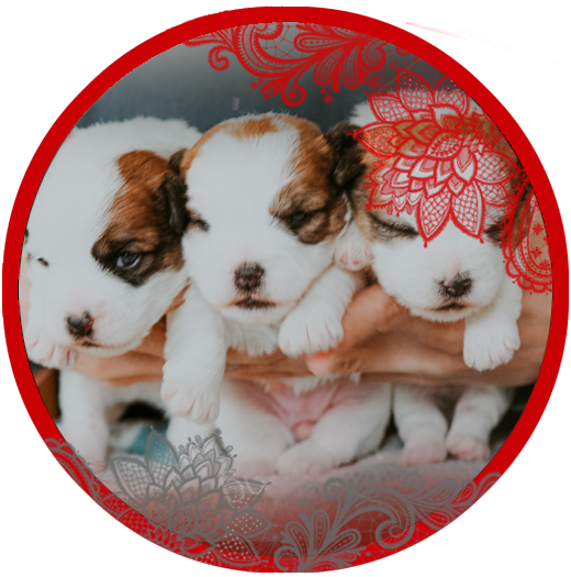 CANE MAESTRO — kennel Jack Russell Terrier