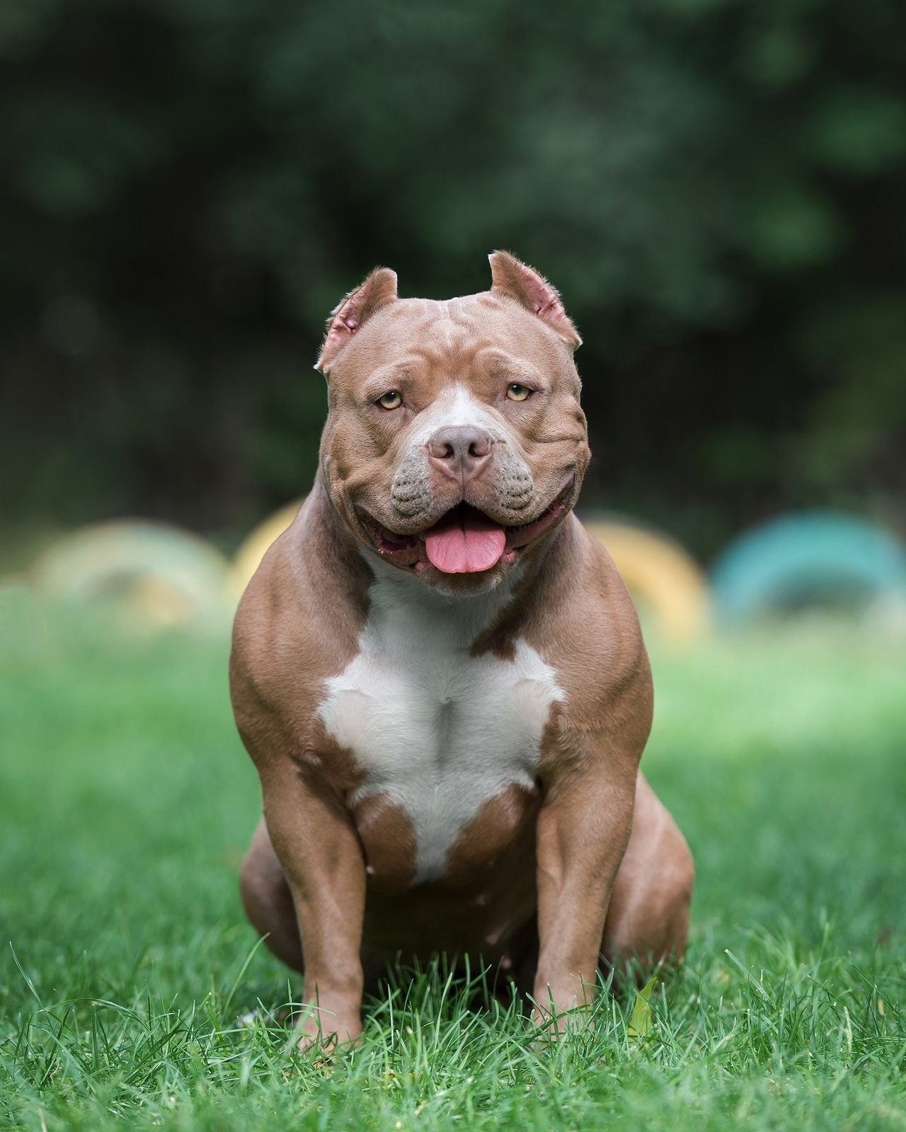 Щенки Американский Булли. Американский Булли в г. Ростов-на-Дону. Питомник THE POWER OF SIBERIA