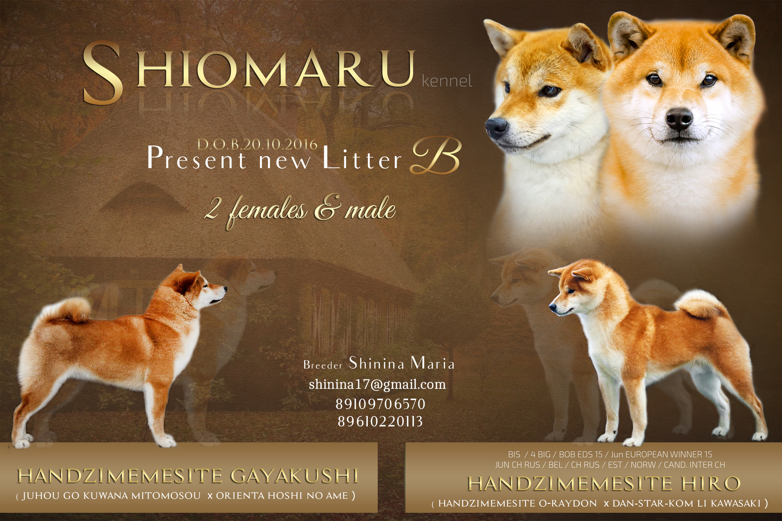 ПОМЕТЫ. SHIOMARU Питомник сиба и акита-ину