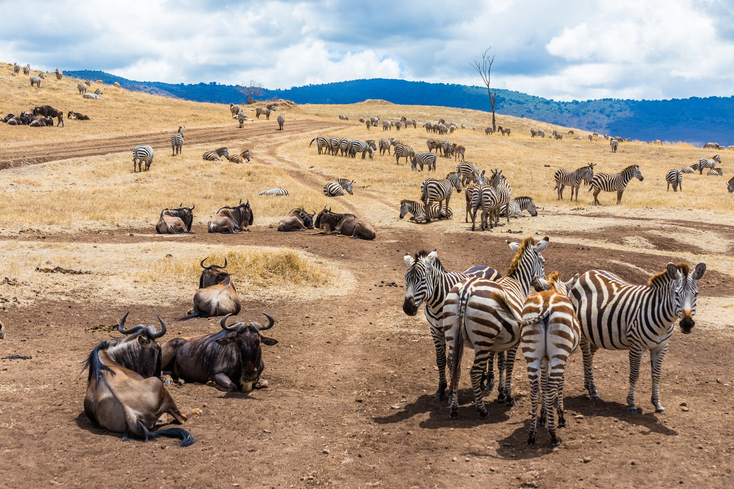 Сертификат. Фотограф для маркетплейсов Михаил Бове