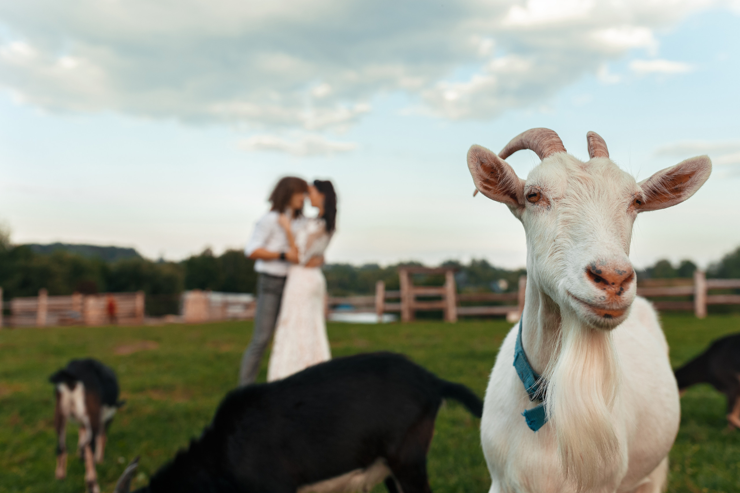 Фотосессия прекрасной пары на ферме среди лошадей