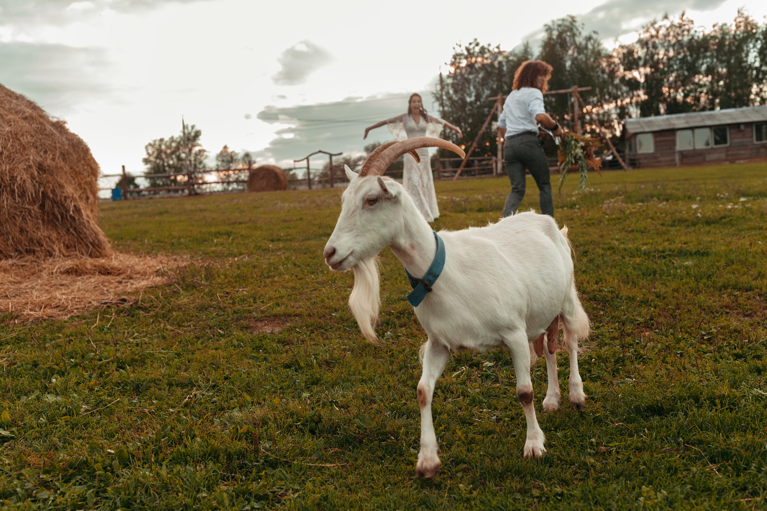 Фотосессия прекрасной пары на ферме среди лошадей