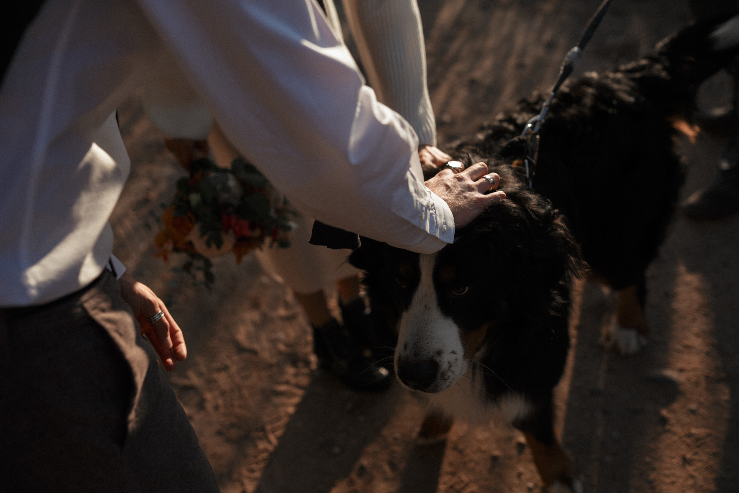 Жених и невеста гладят по пути в поле, встретившегося им темного сенбернара.