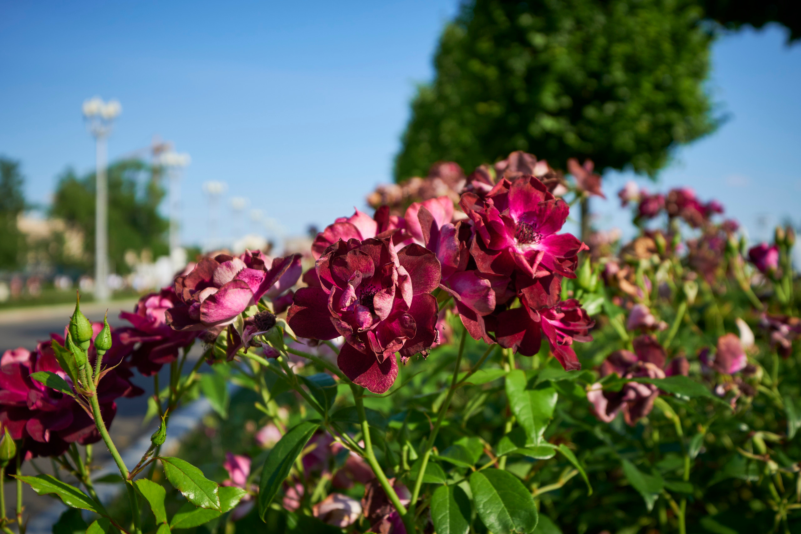Пример фото на объектив Sony FE 12-24mm f/4 G - ВДНХ