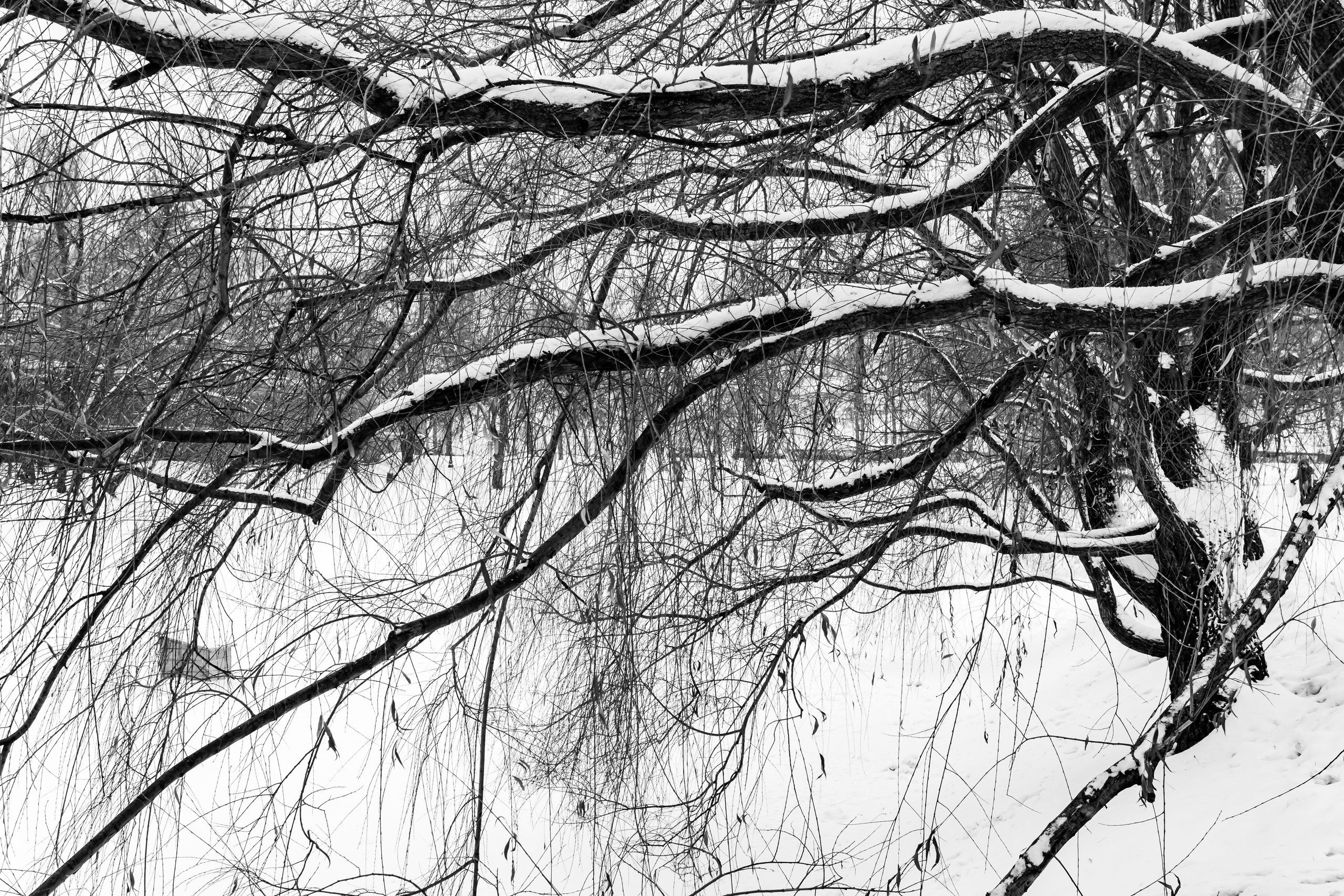 Дерево в Новодевичьем монастыре