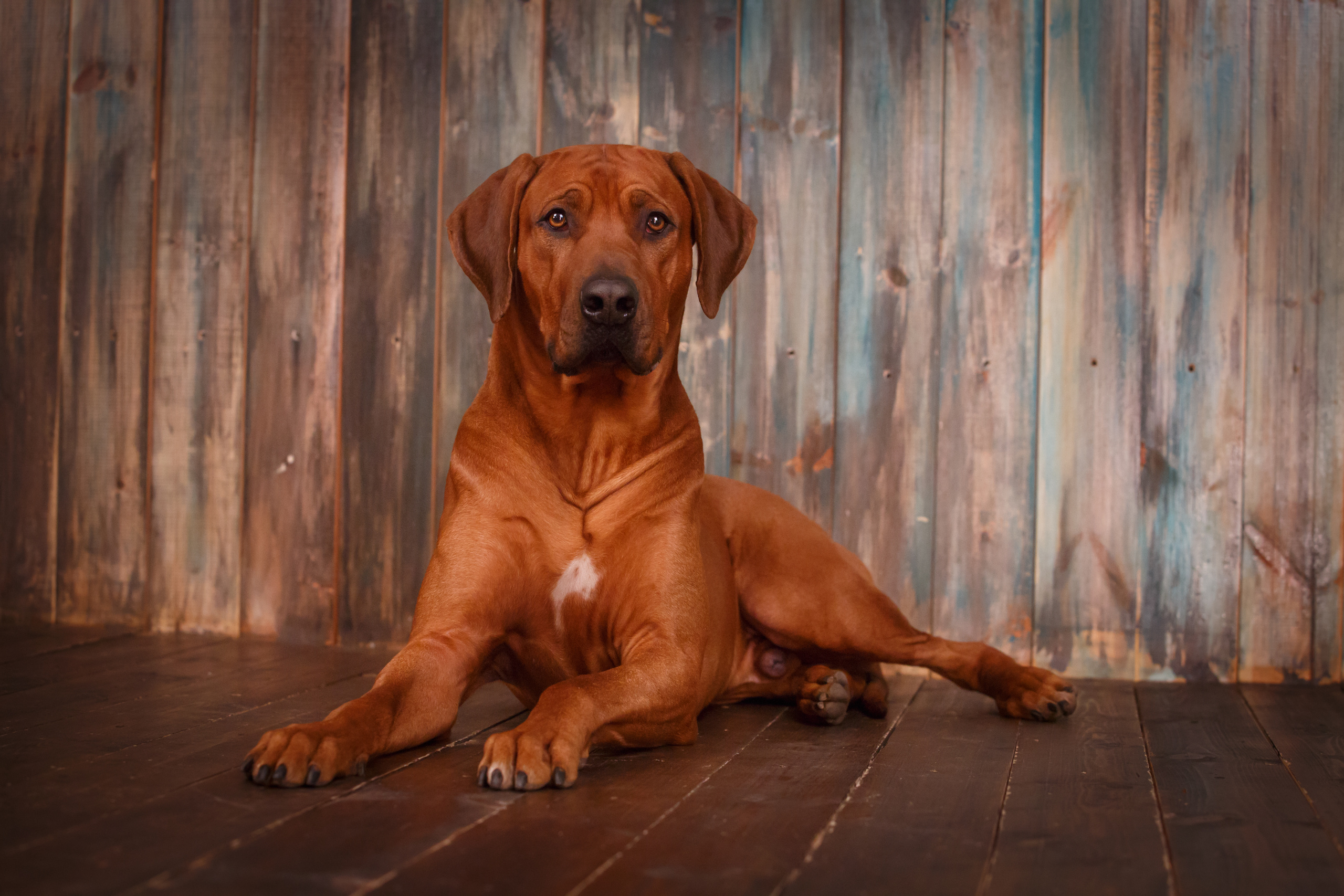 Rhodesian ridgeback Adhamas Geni Nala