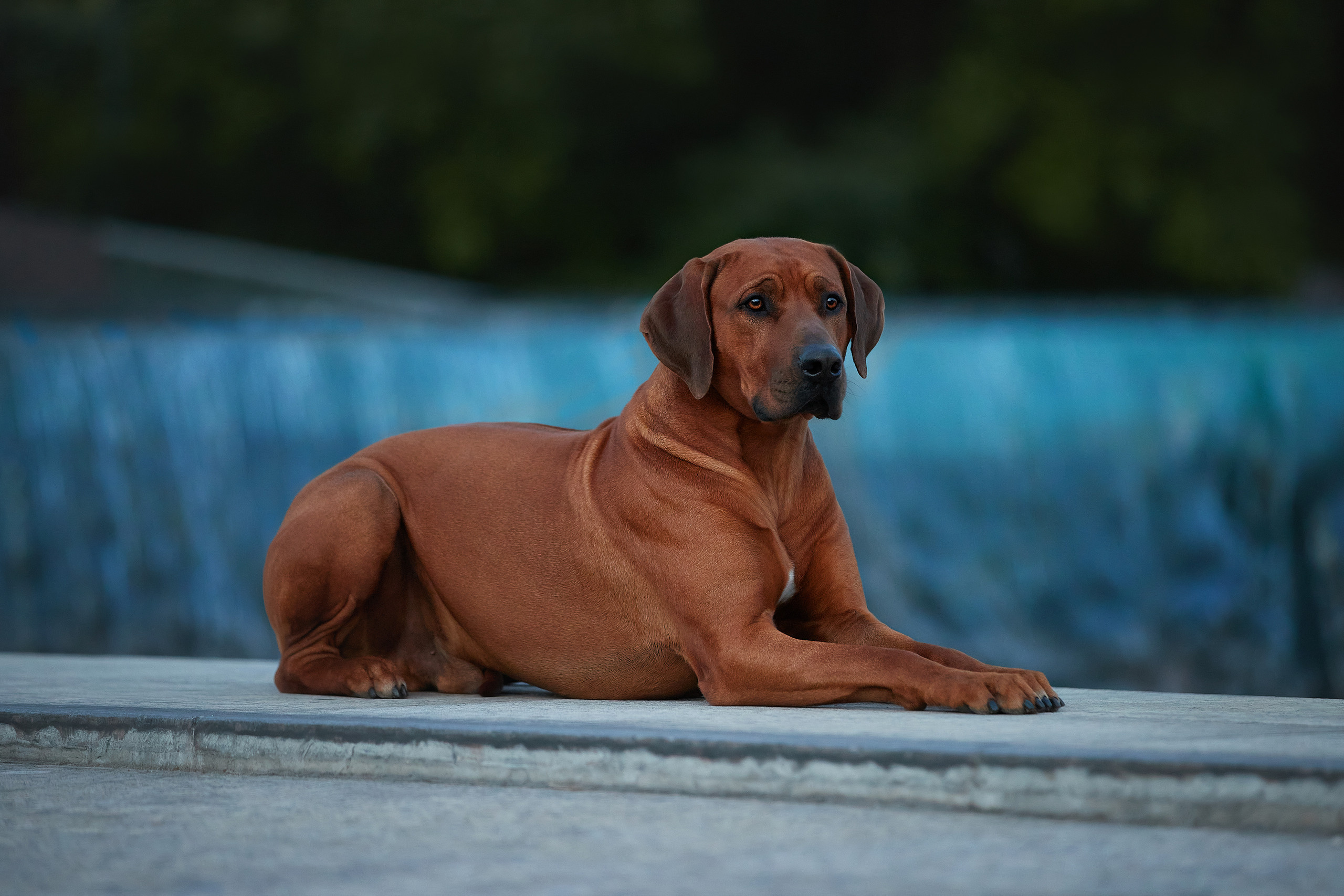 Rhodesian ridgeback Adhamas Geni Nala