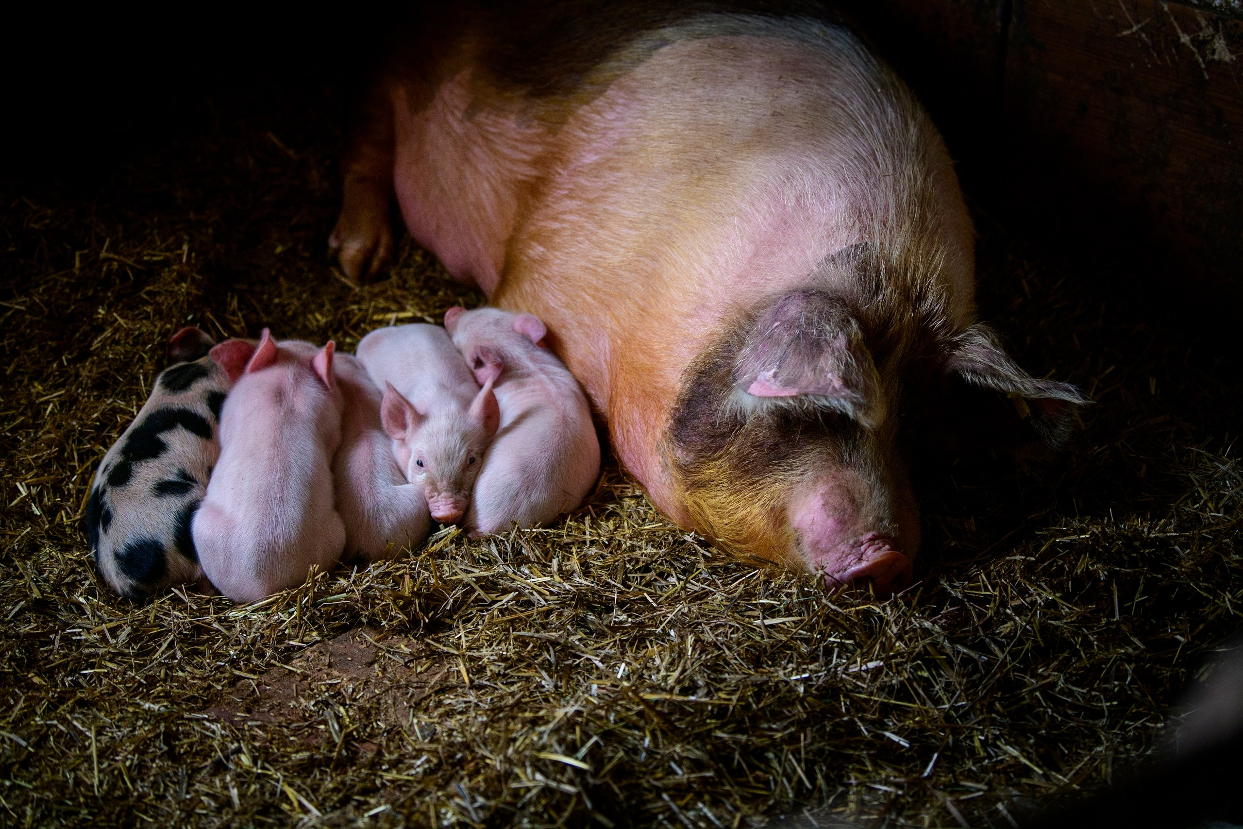 Лебеди, аисты, коршуны и ферма. Фотограф Сергей Пупонин