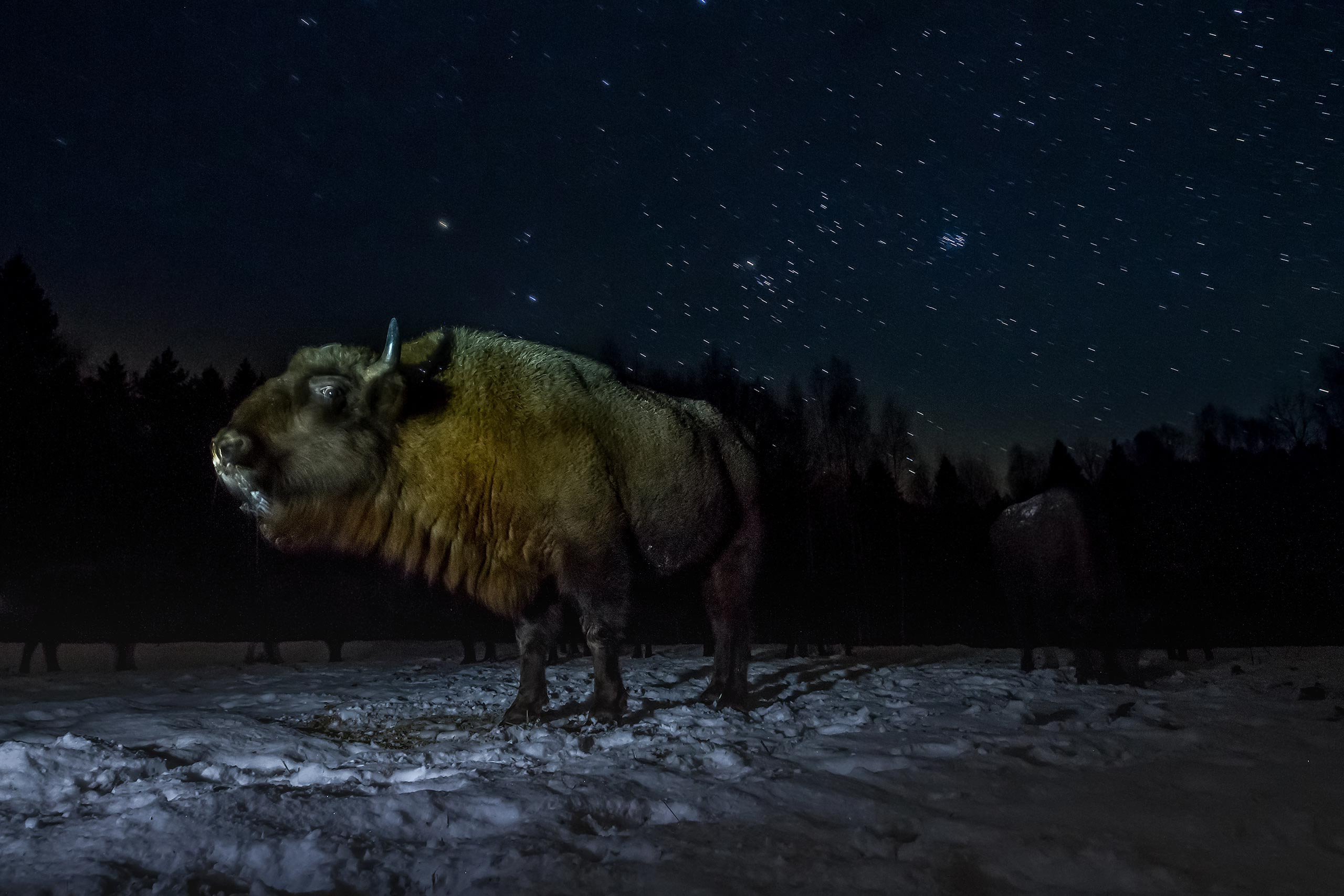 фототуры, фототур, экспедиция, животные, приключение, путешествие, поездка, туры выходного дня, туры по России, фототуры по России, дикая природа, зубры, Калужские засеки