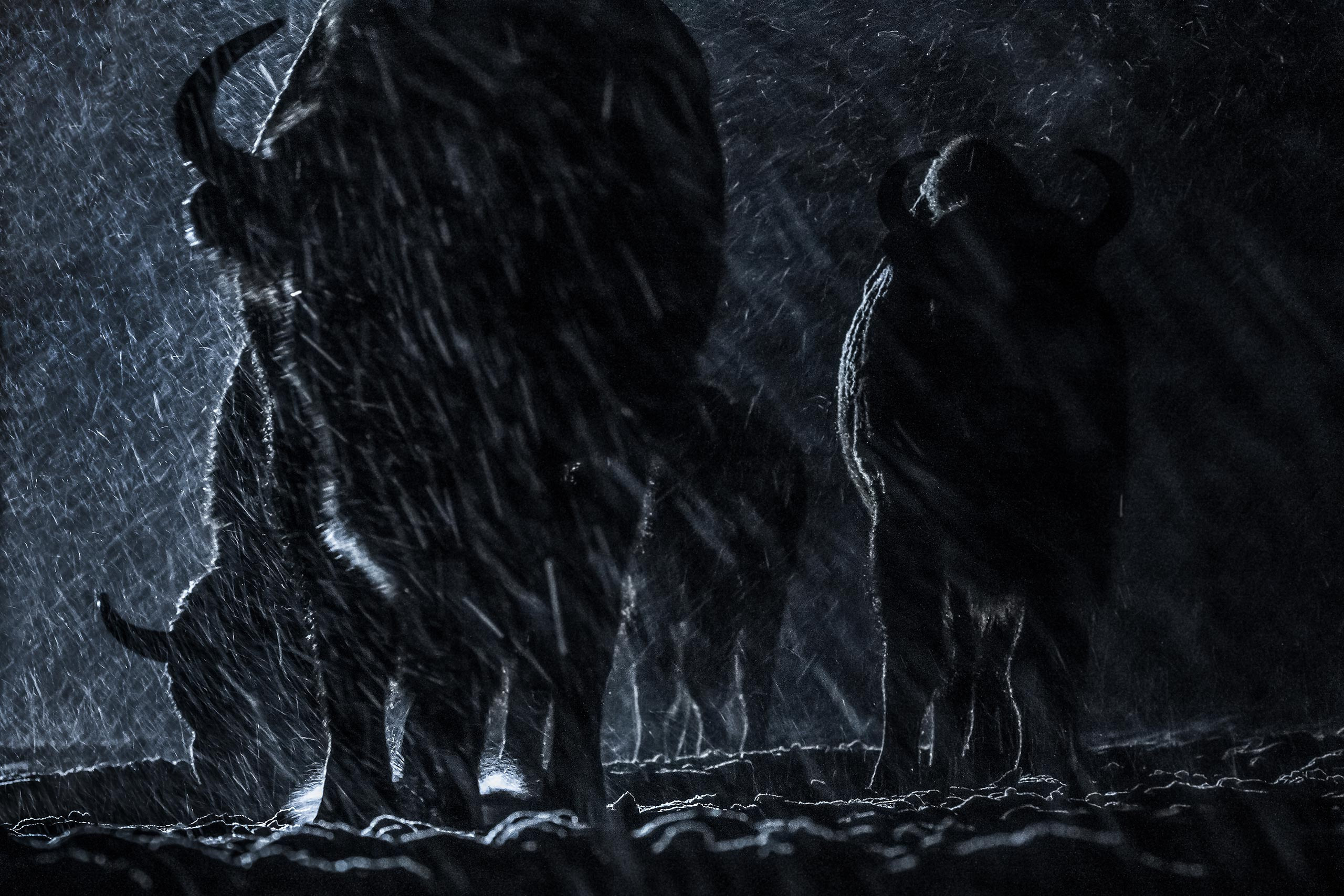 фототуры, фототур, экспедиция, животные, приключение, путешествие, поездка, туры выходного дня, туры по России, фототуры по России, дикая природа, зубры, Калужские засеки