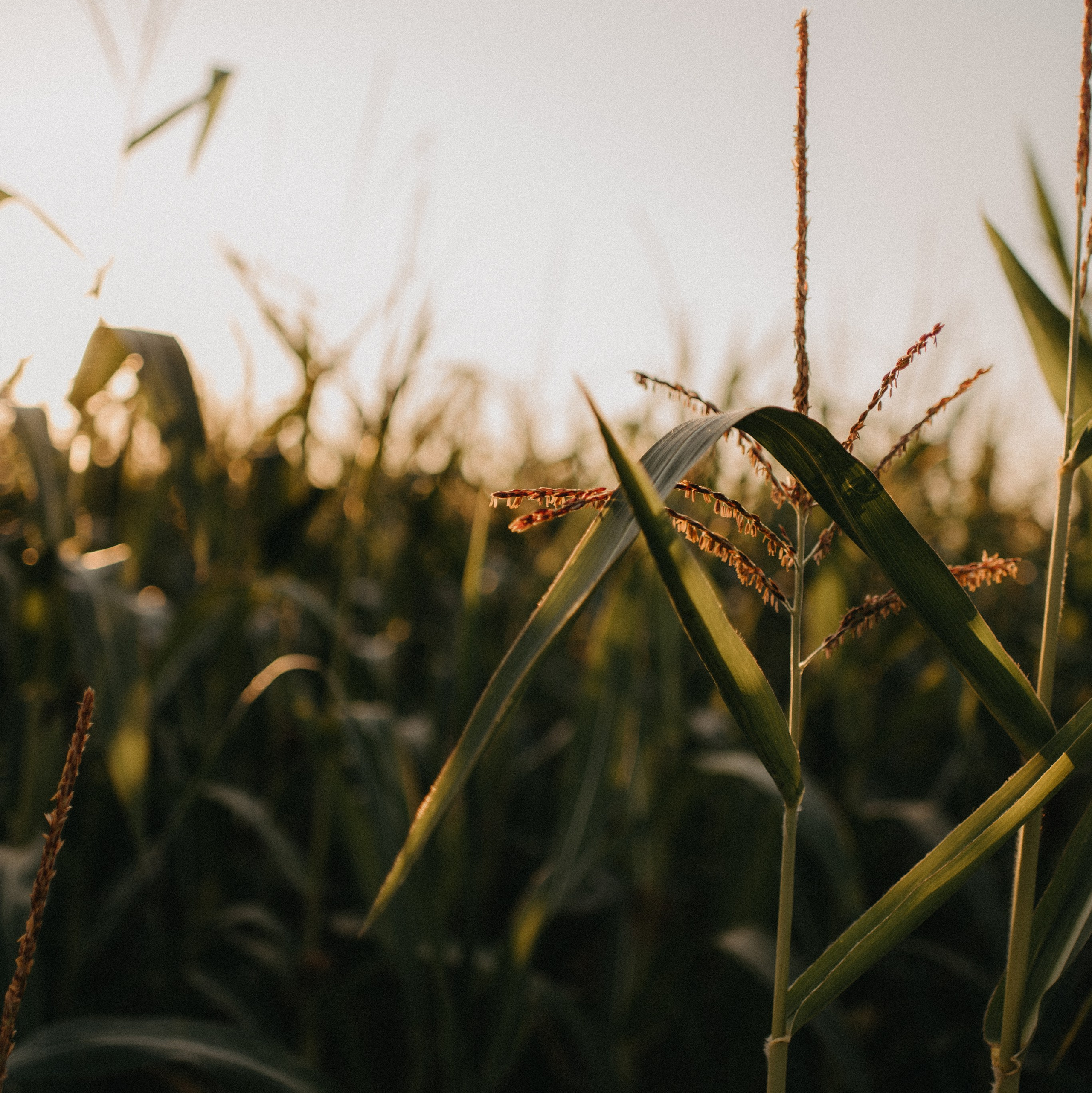 Для фотографов. Главная