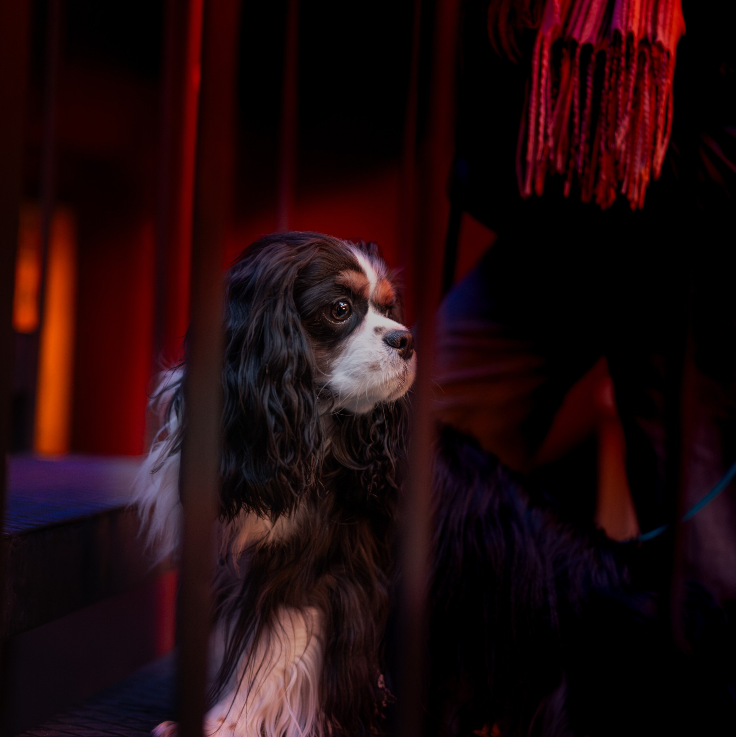 Фотосессия собаки породы померанский шпиц-  Мишель