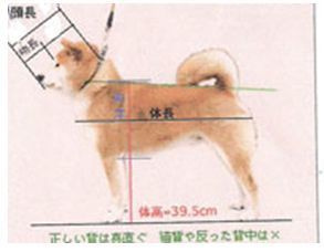 Standart. AMERICAN AKITA RUBYLIGHT KENNEL I SHIBA-INU