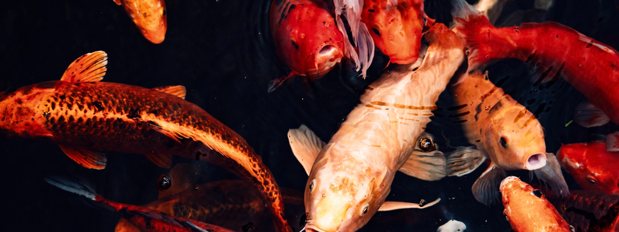 О нас. Москои — декоративные рыбы карпы кои на продажу Москва, Дмитров, Курск