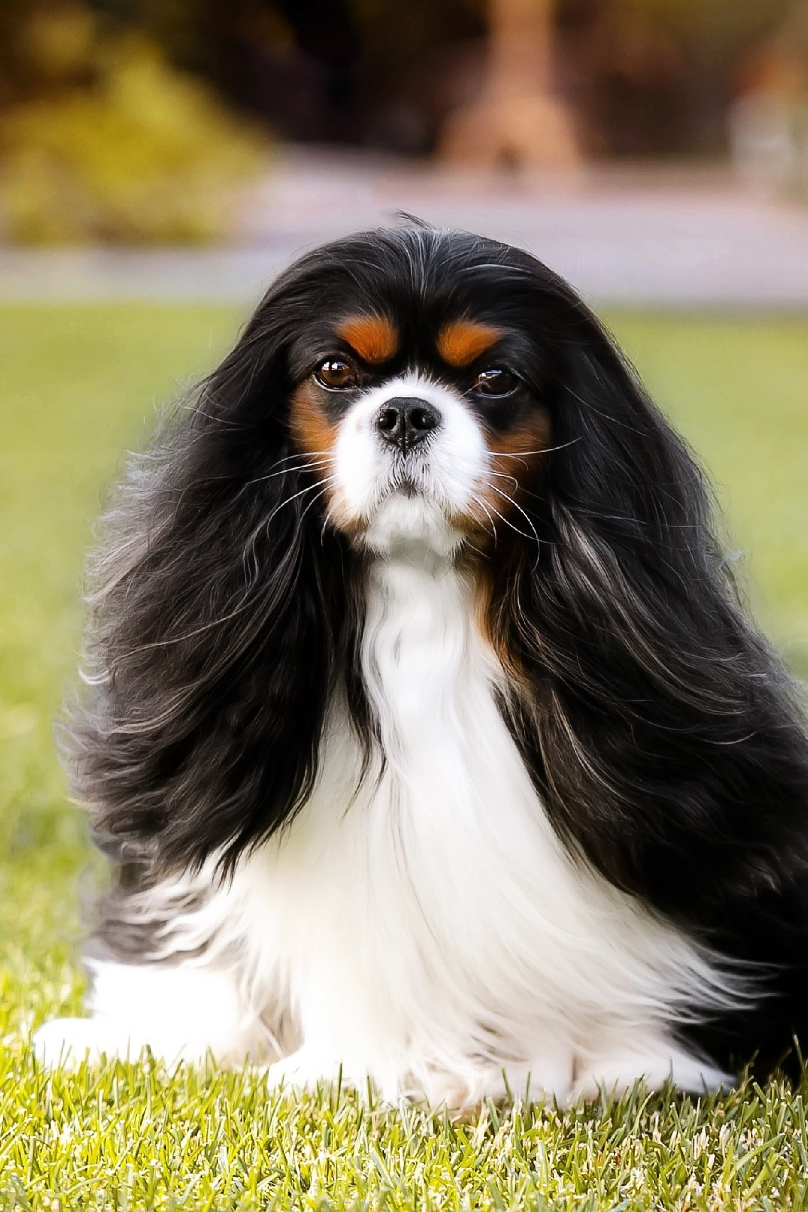 Питомник кавалер кинг чарльз спаниелей