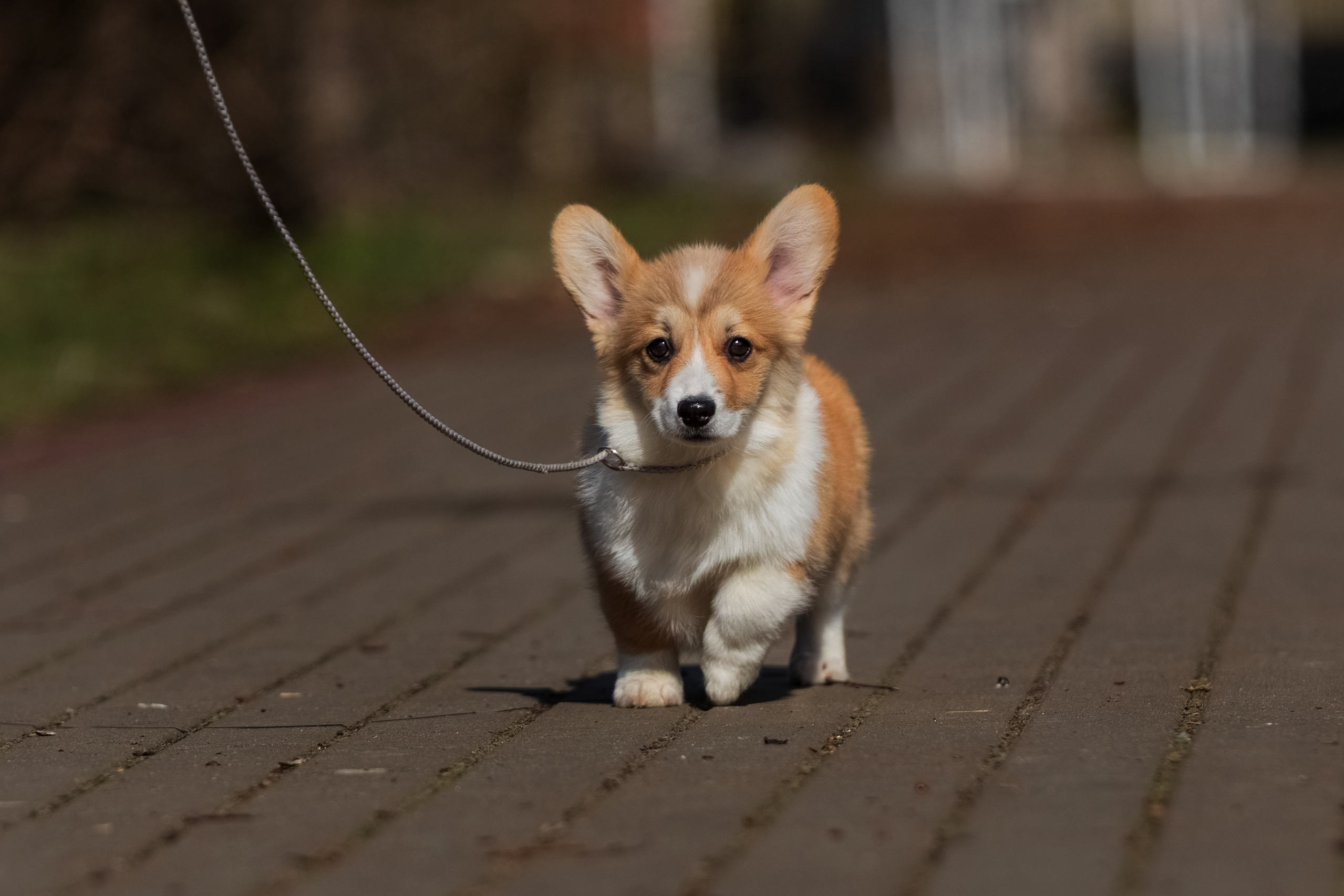 Купить щенка вельш корги кардиган из питомника Ice Fantasy. Купить щенка Вельш-корги-кардиган в семейном питомнике — Ice Fantasy