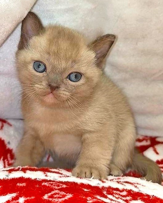 У НАС ЕСТЬ КОТЯТА. Las Burmas — питомник американской бурмы традиционных линий