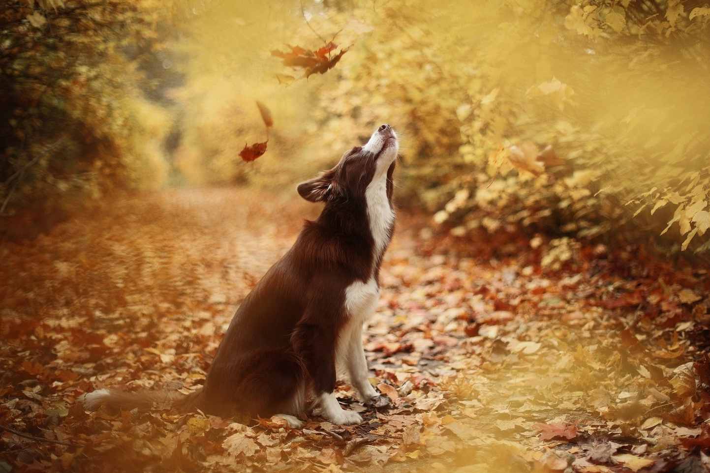 Повелительница Света