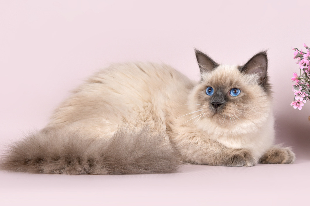 Наши котята. Главная