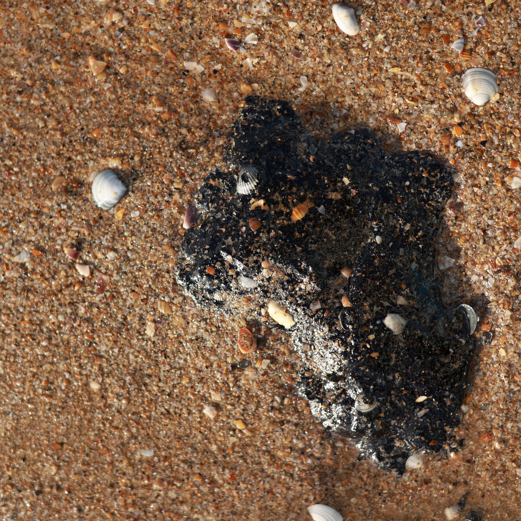 Фотовыставка «Черное море» | nasa loseva