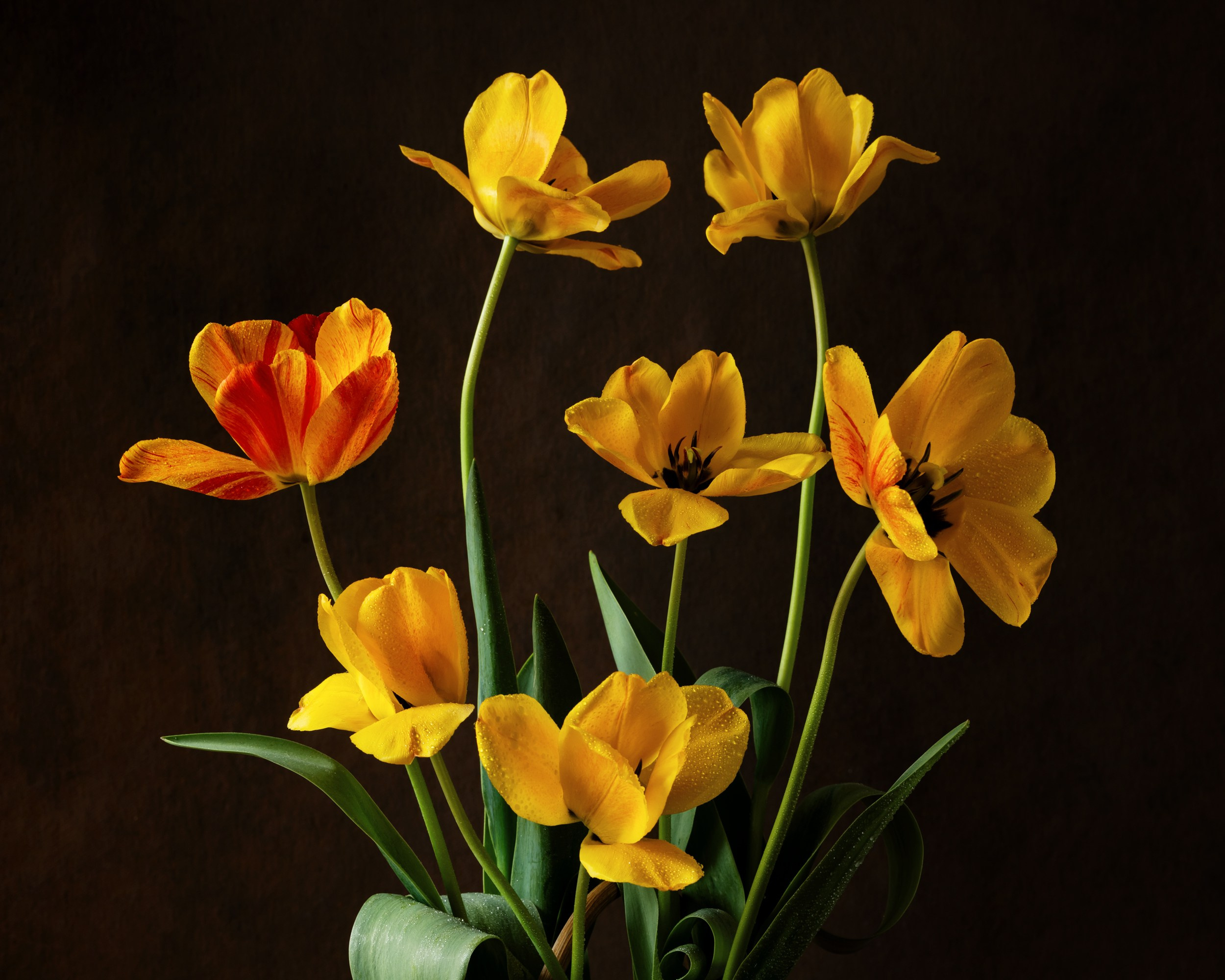 Botanical Still Lifes. Author’s fine art prints with international delivery