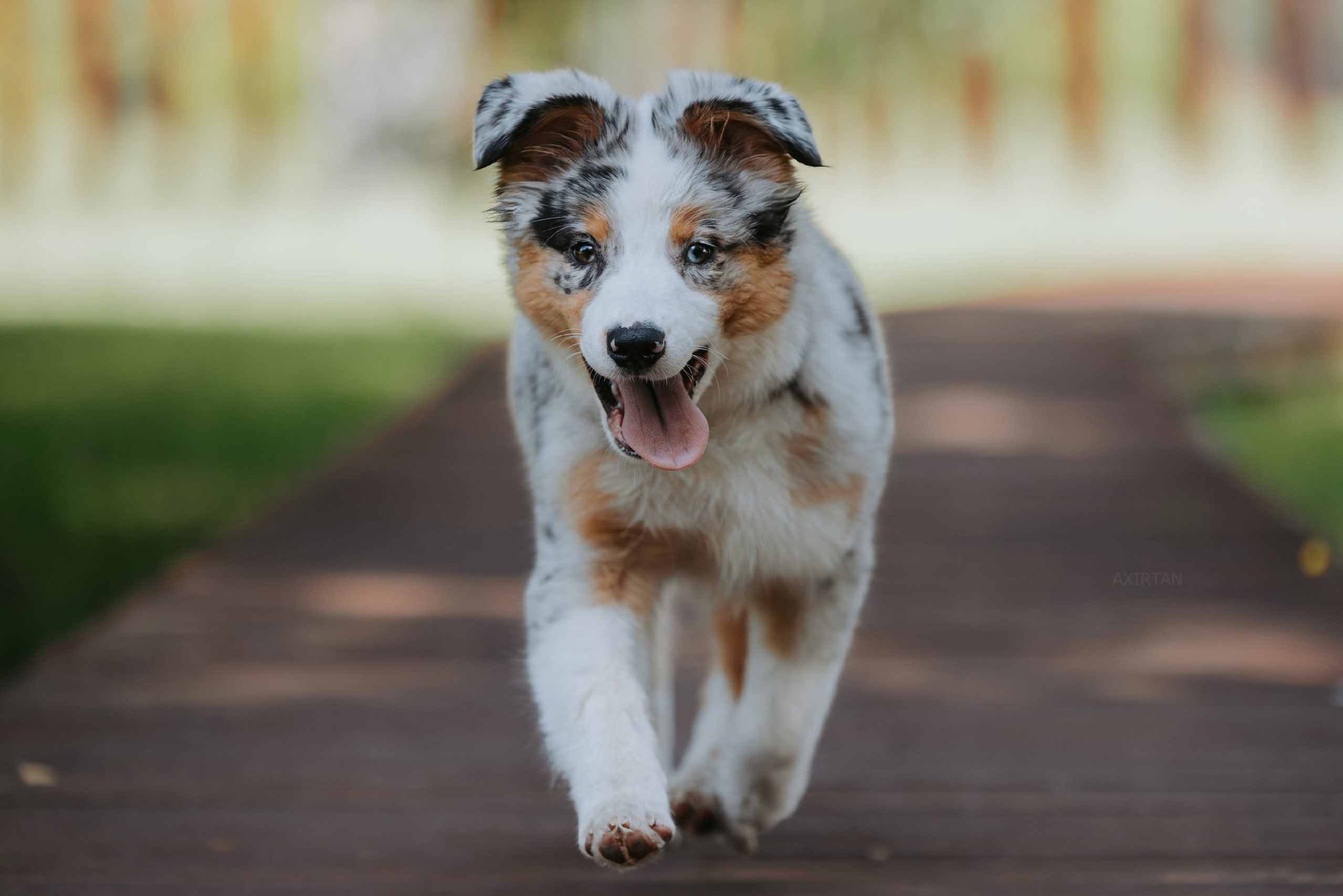 А-помёт. BLGKV питомник собак