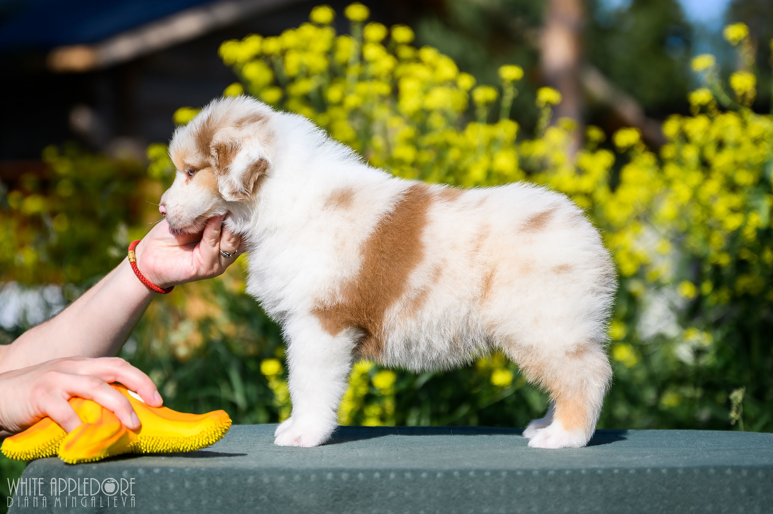 ПОМЕТ Б. Питомник австралийских овчарок «APPLEDORE»