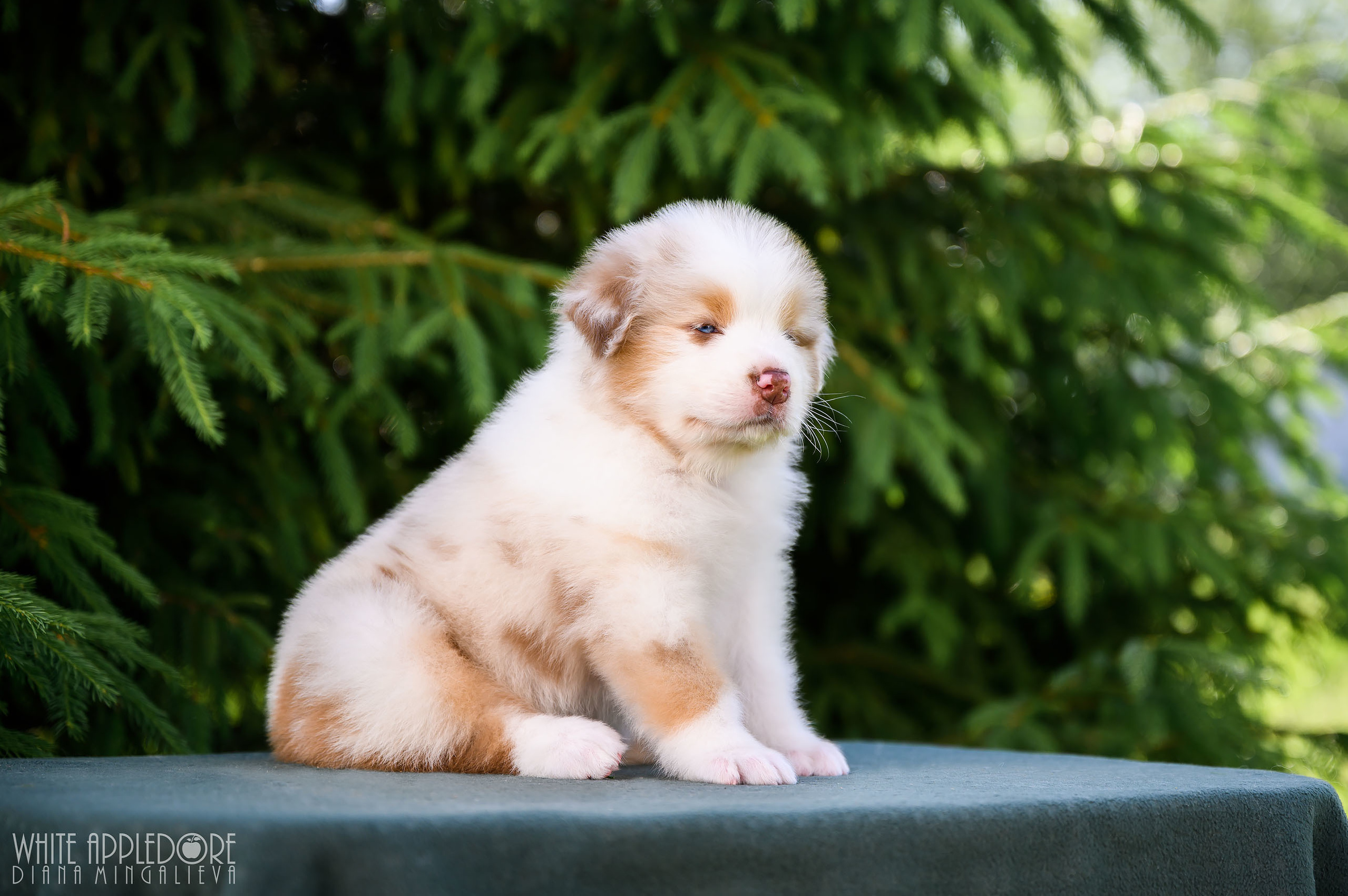 ПОМЕТ Б. Питомник австралийских овчарок «APPLEDORE»