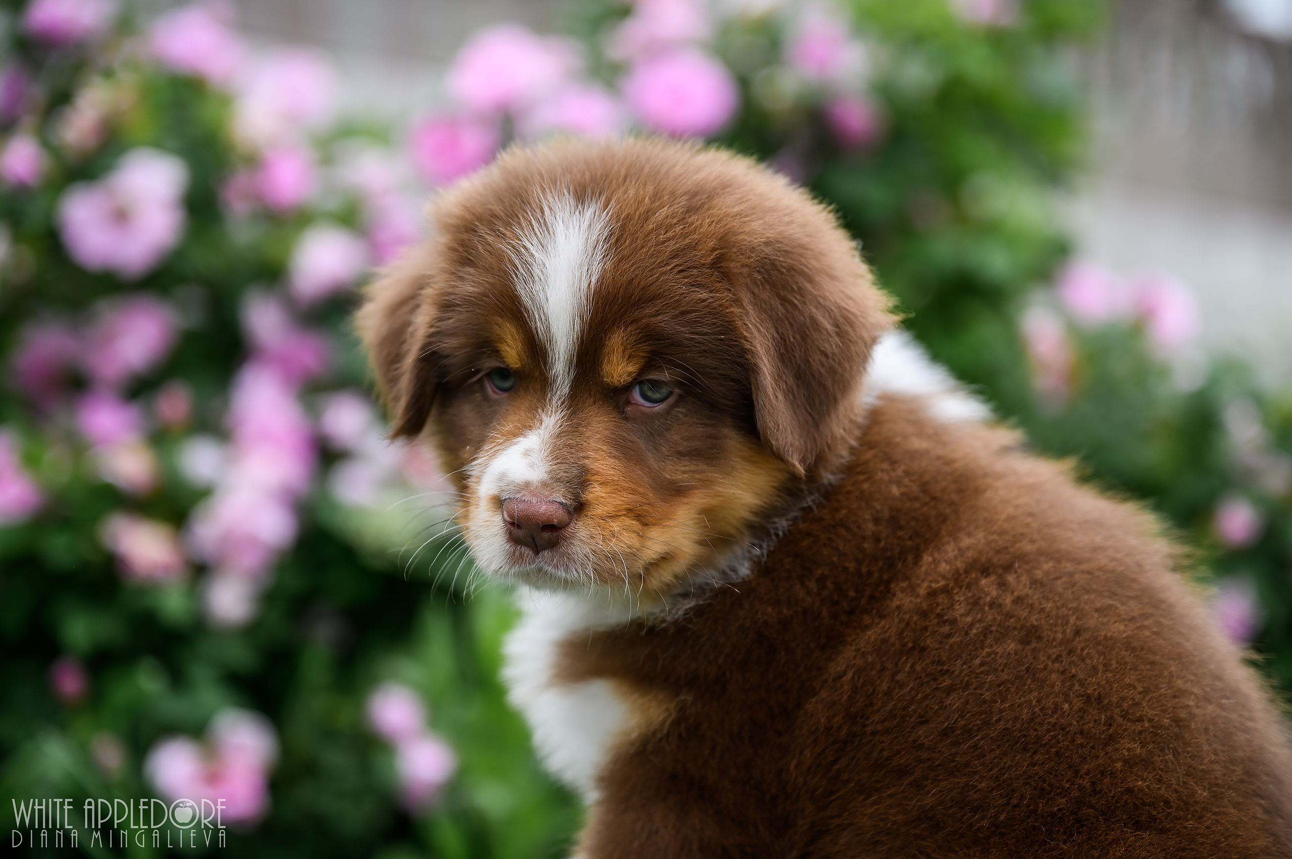 ПОМЕТ Б. Питомник австралийских овчарок «APPLEDORE»