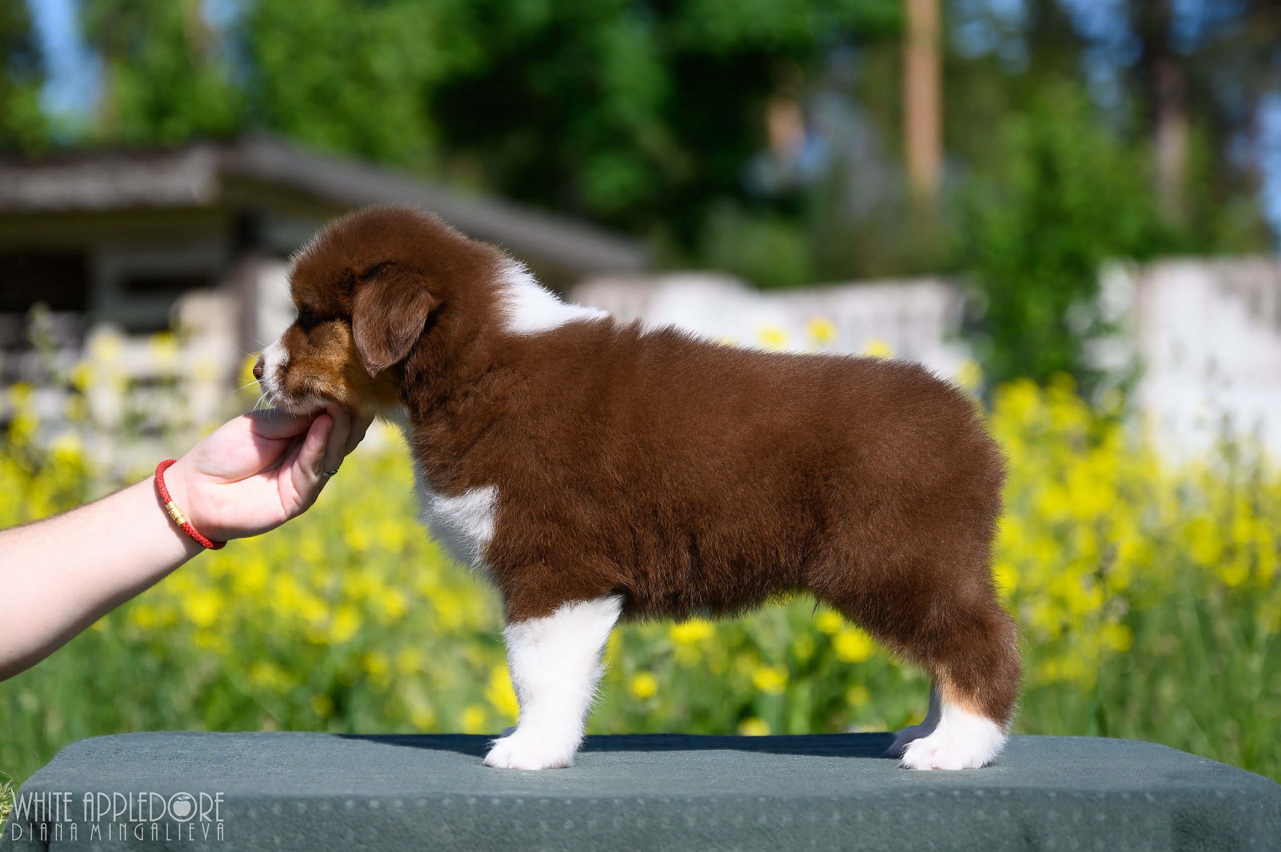 ПОМЕТ Б. Питомник австралийских овчарок «APPLEDORE»