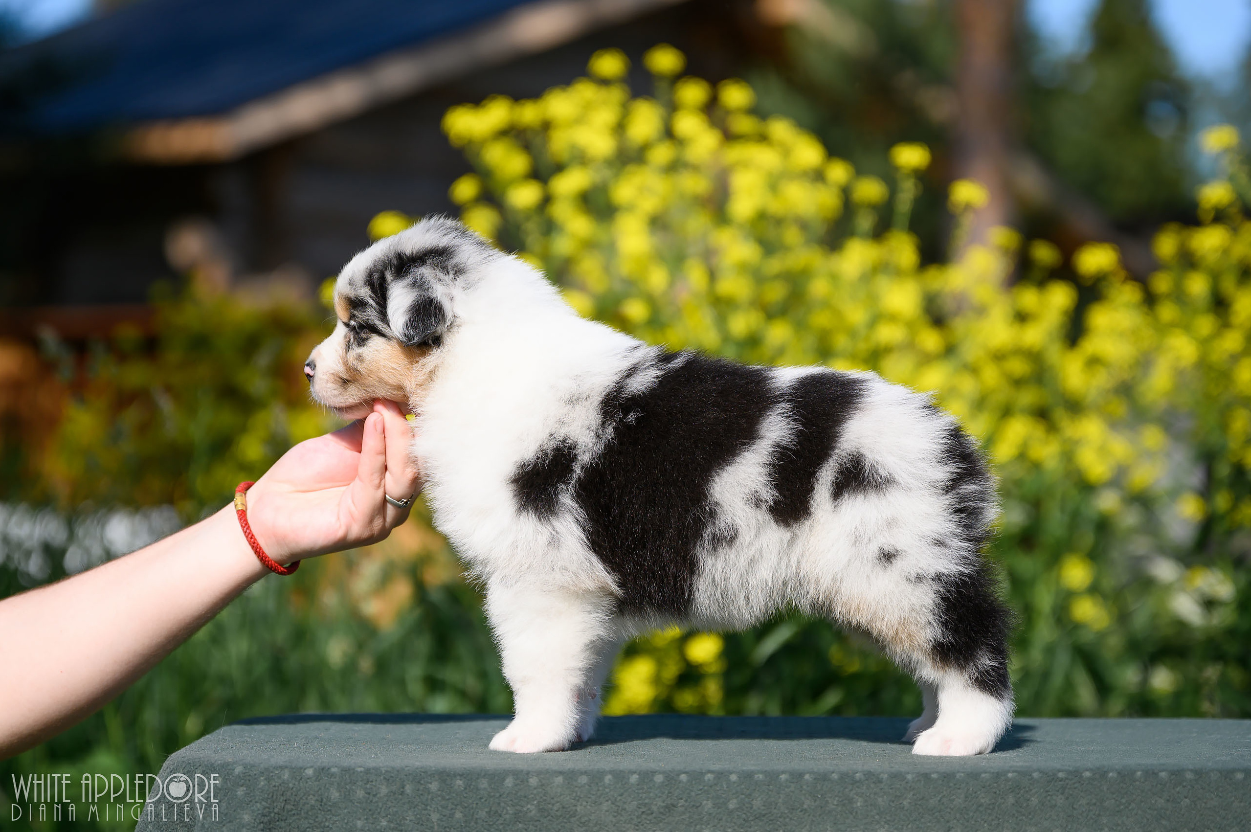 ПОМЕТ Б. Питомник австралийских овчарок «APPLEDORE»