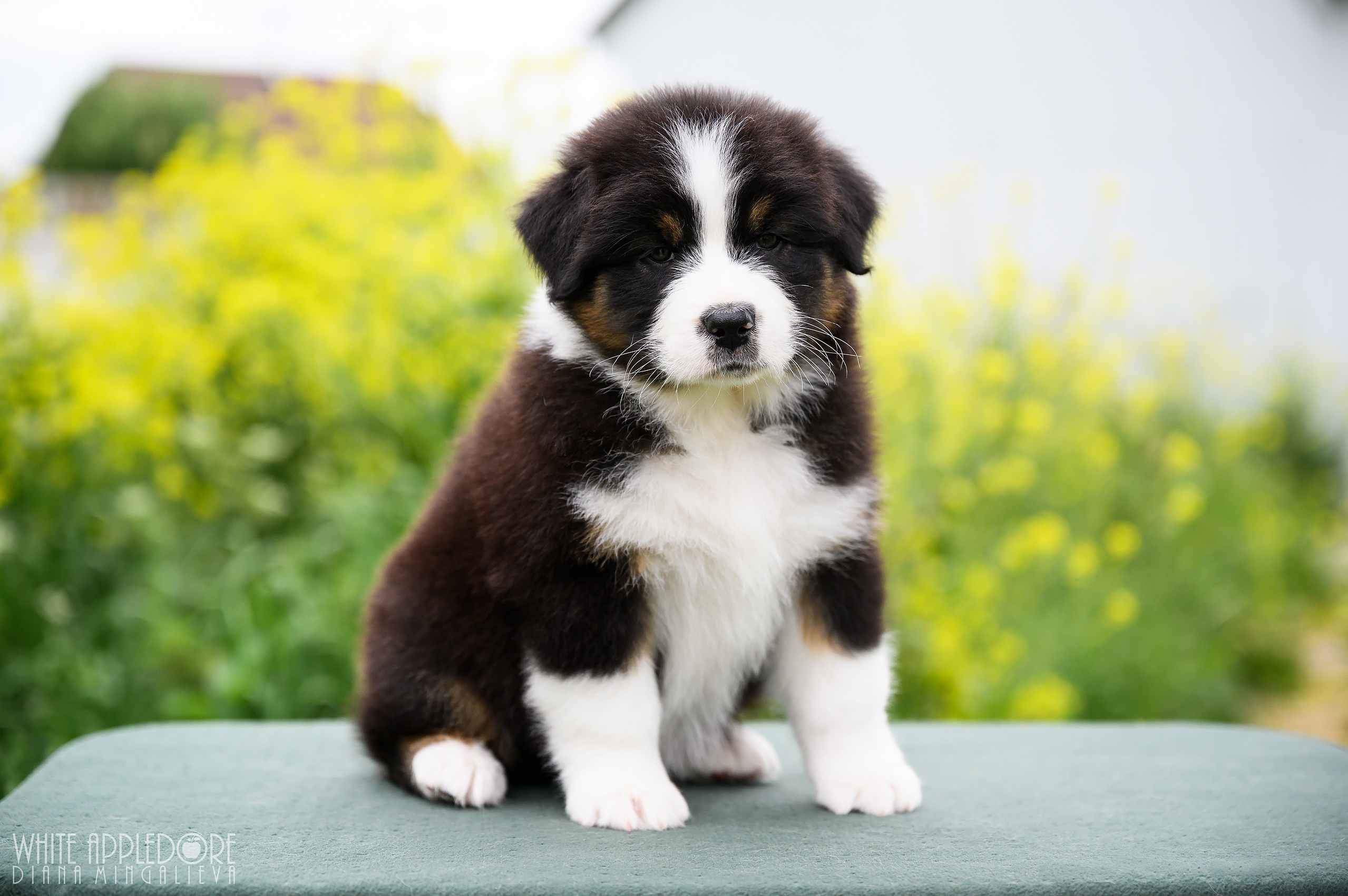 ПОМЕТ Б. Питомник австралийских овчарок «APPLEDORE»