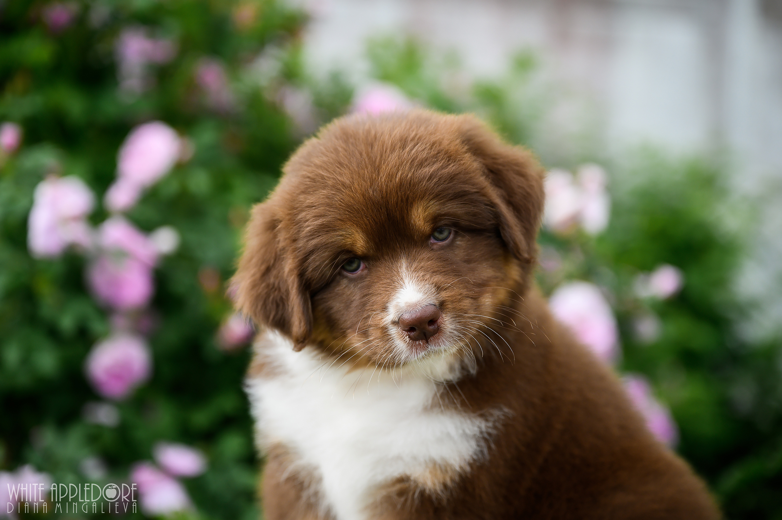 ПОМЕТ Б. Питомник австралийских овчарок «APPLEDORE»