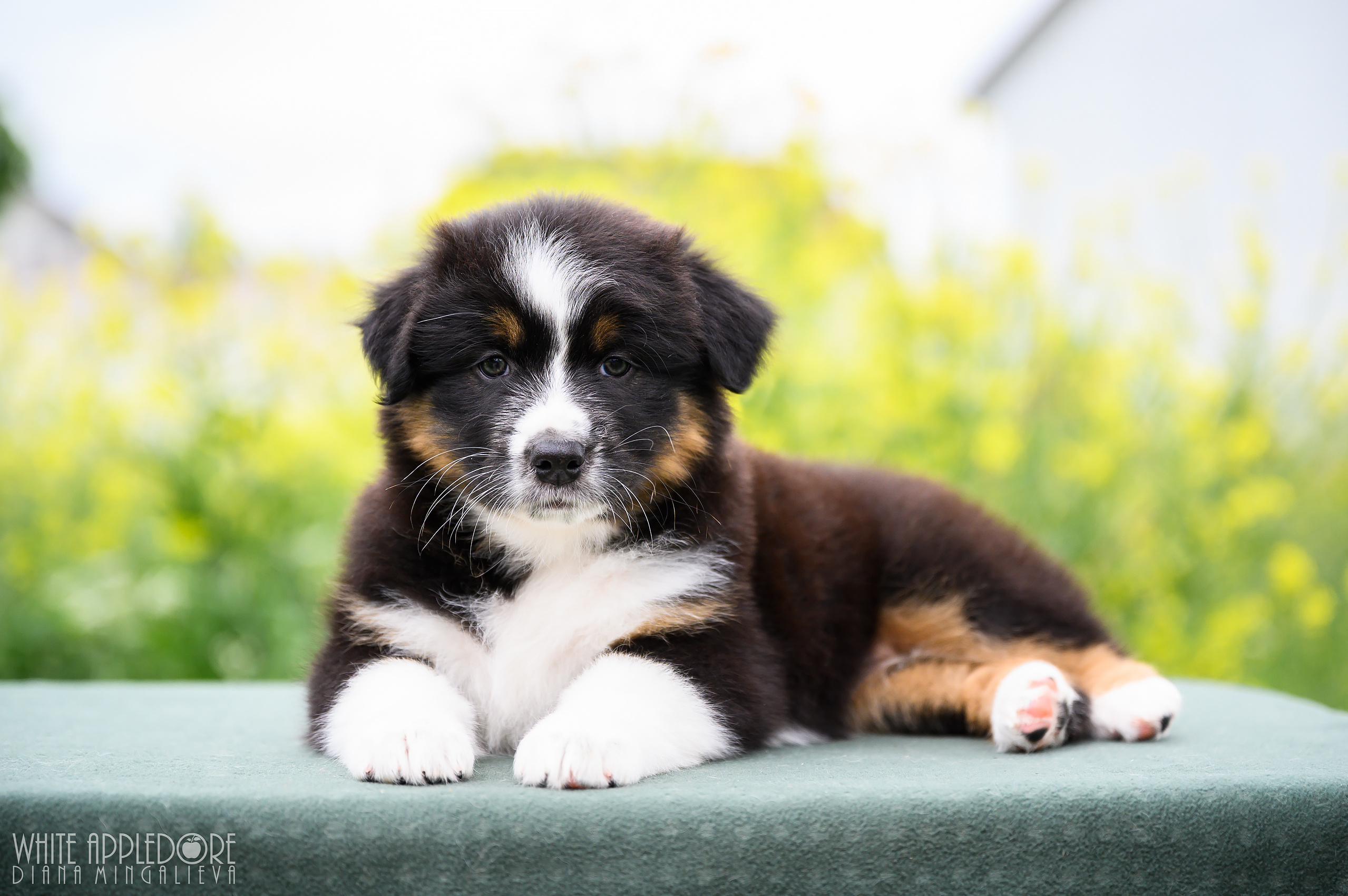 ПОМЕТ Б. Питомник австралийских овчарок «APPLEDORE»