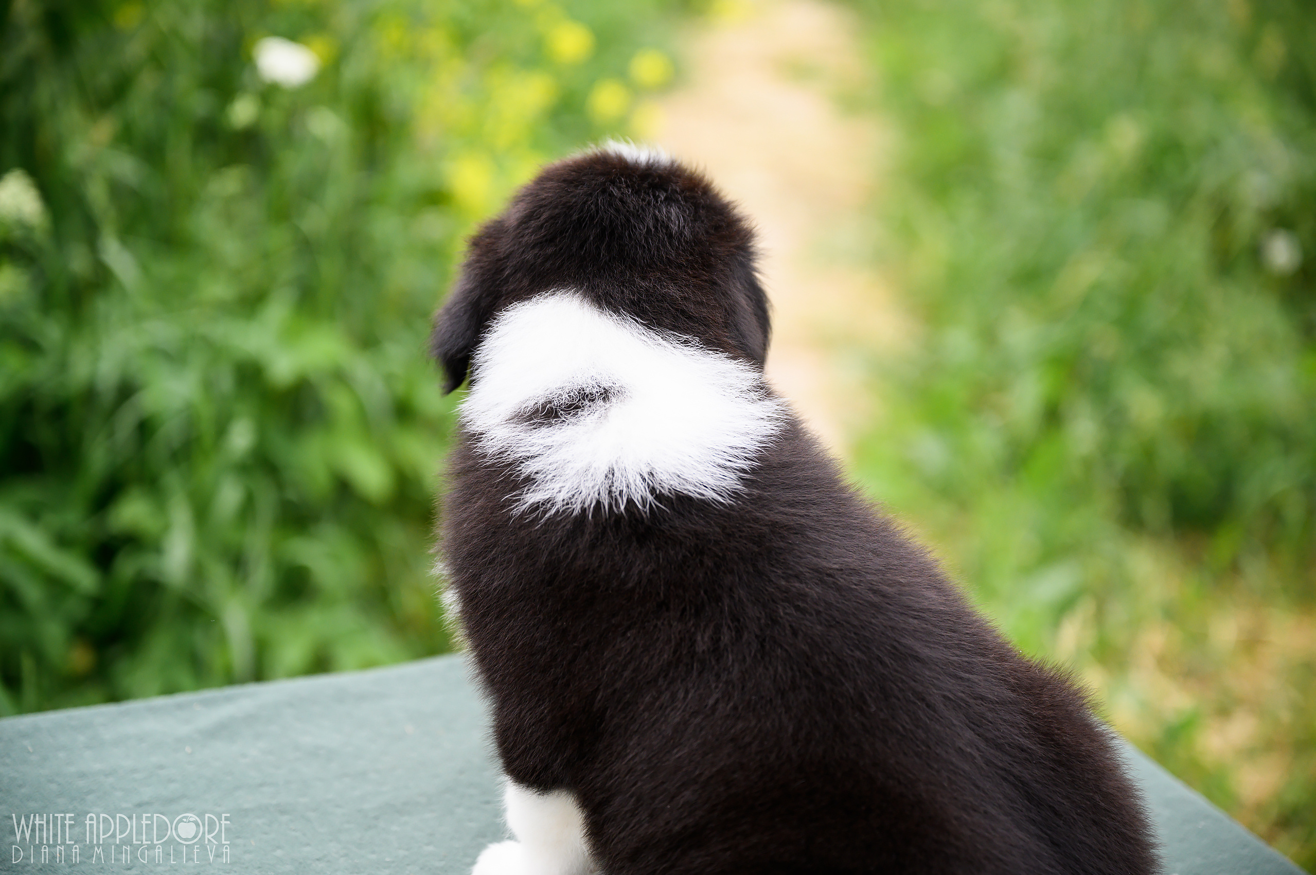 ПОМЕТ Б. Питомник австралийских овчарок «APPLEDORE»