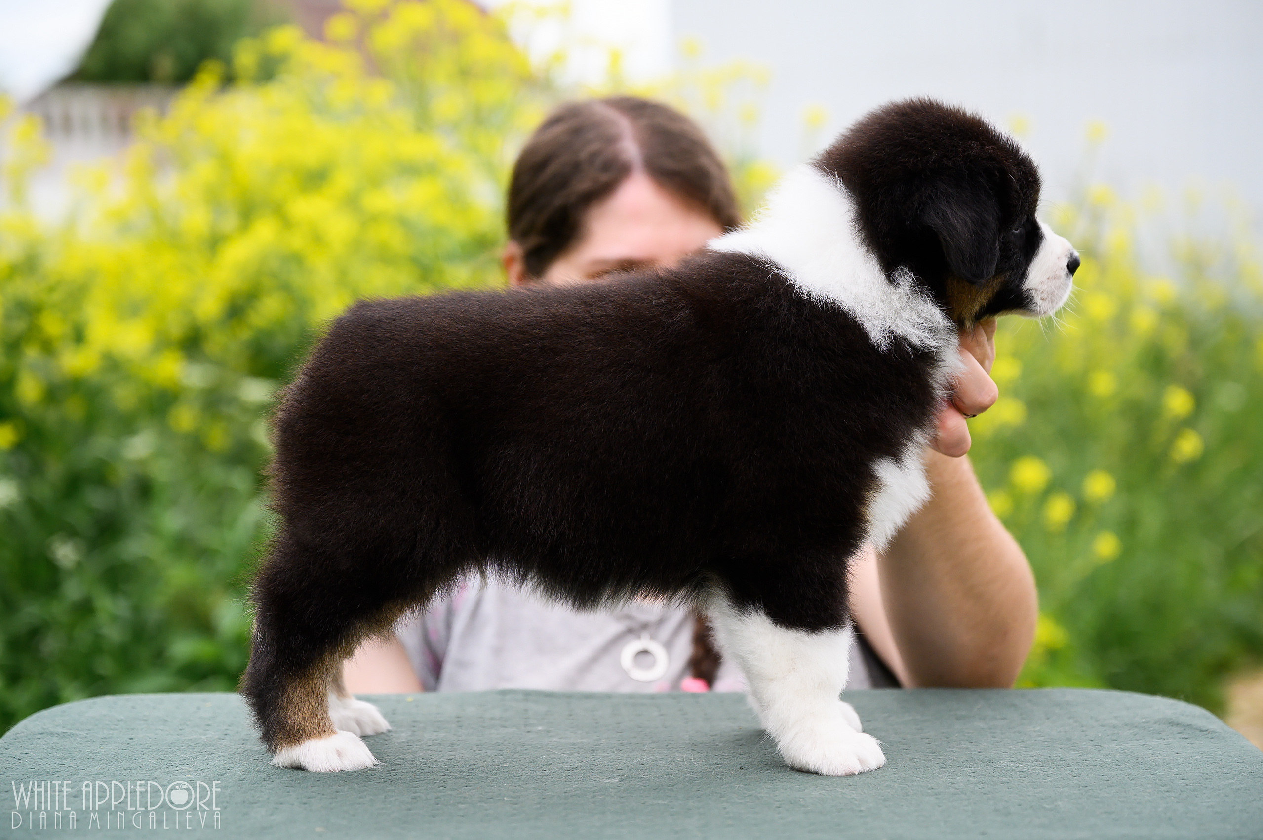 ПОМЕТ Б. Питомник австралийских овчарок «APPLEDORE»