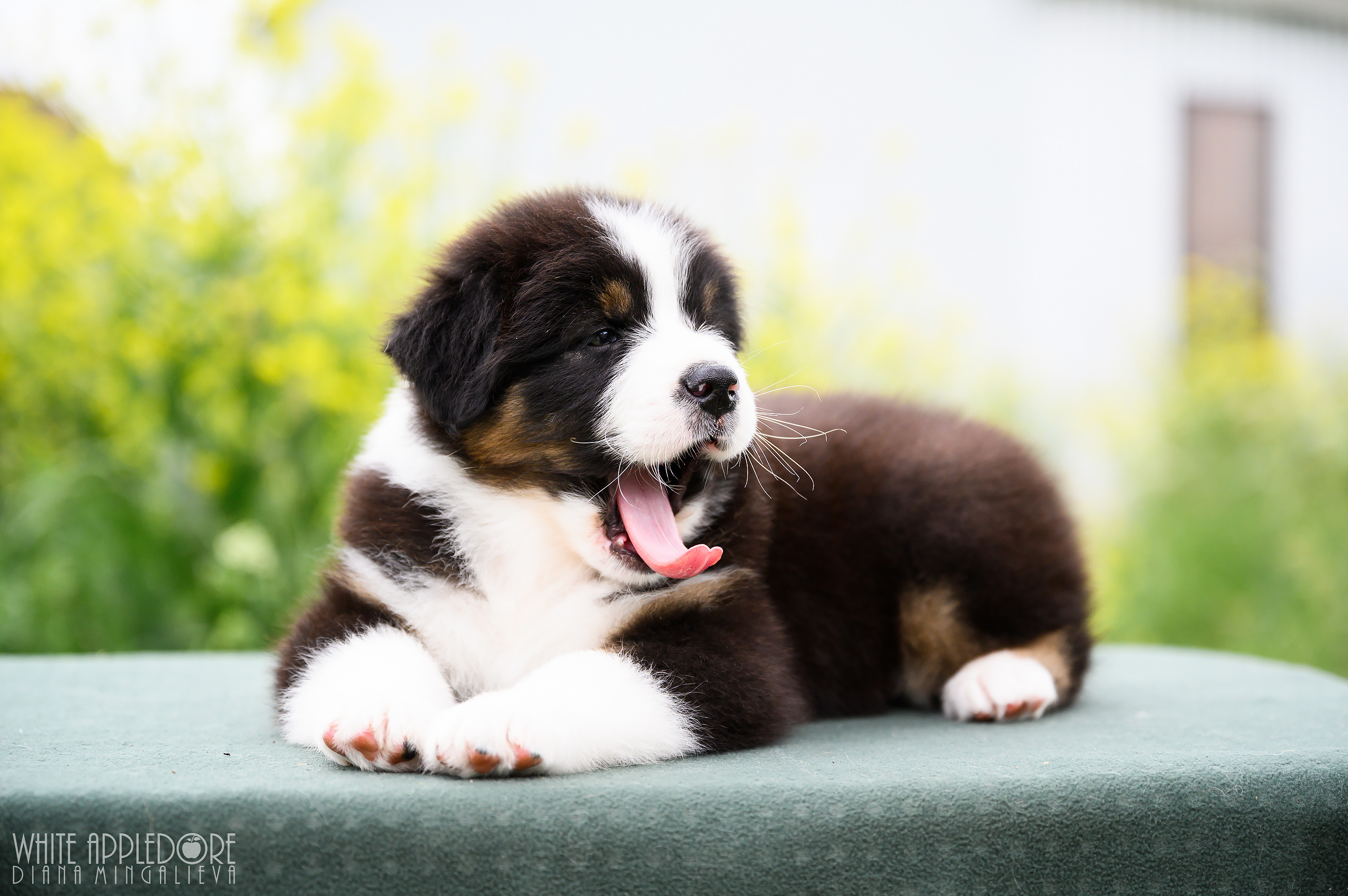 ПОМЕТ Б. Питомник австралийских овчарок «APPLEDORE»