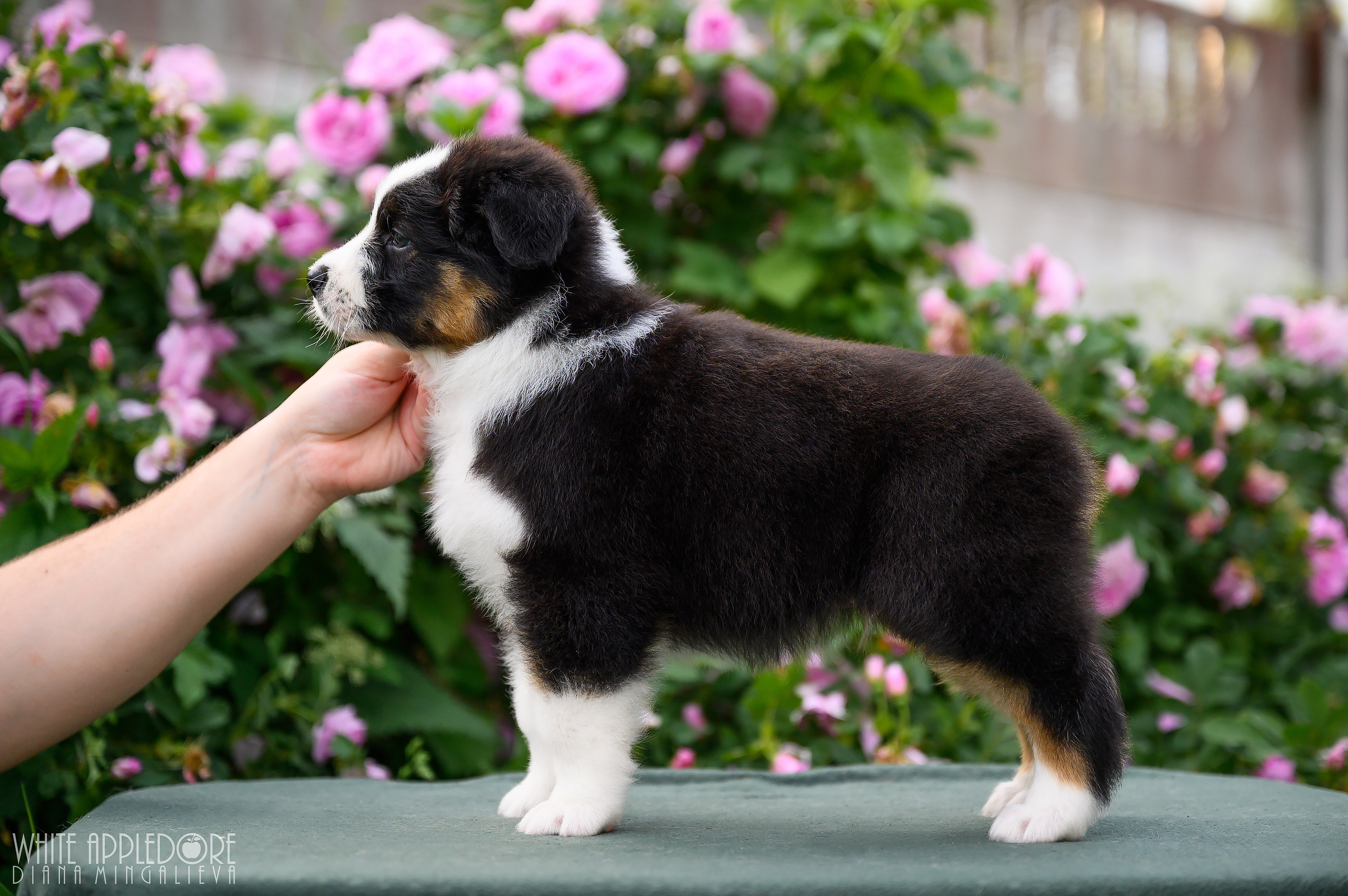 ПОМЕТ Б. Питомник австралийских овчарок «APPLEDORE»